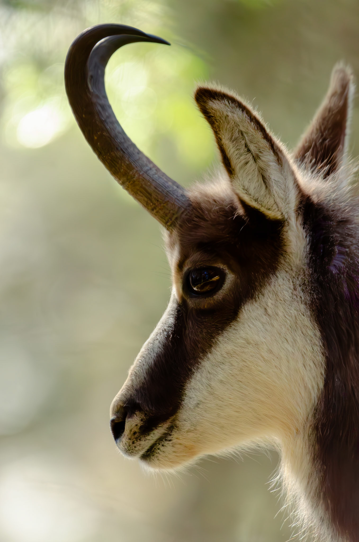 Chamois