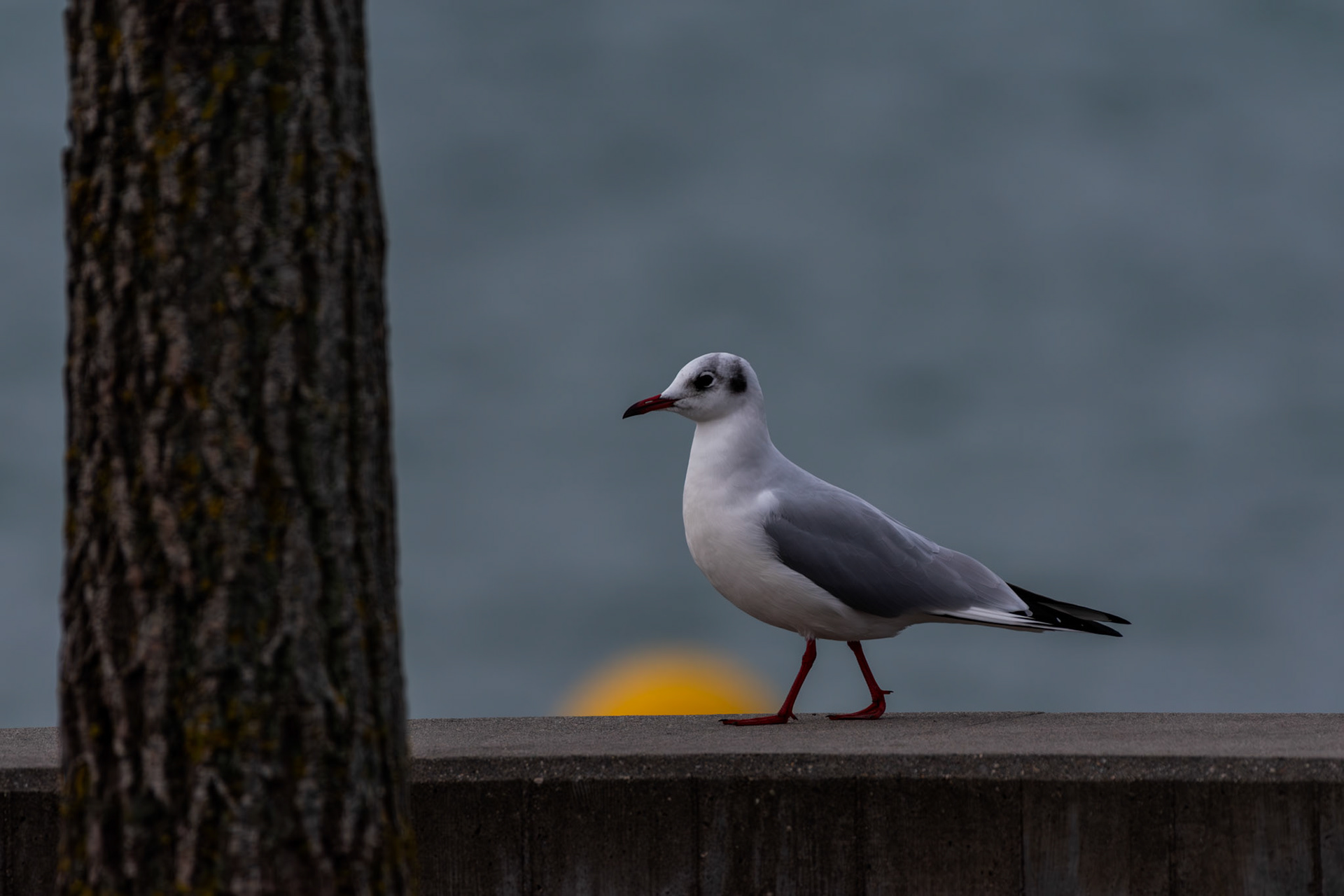 Mouette rieuse