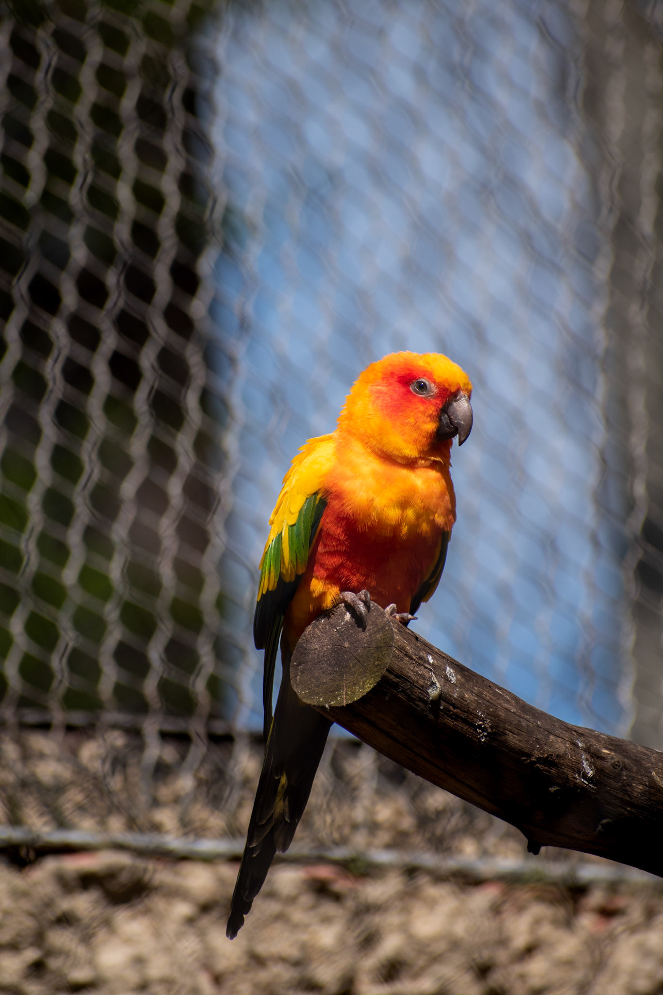 Conure soleil