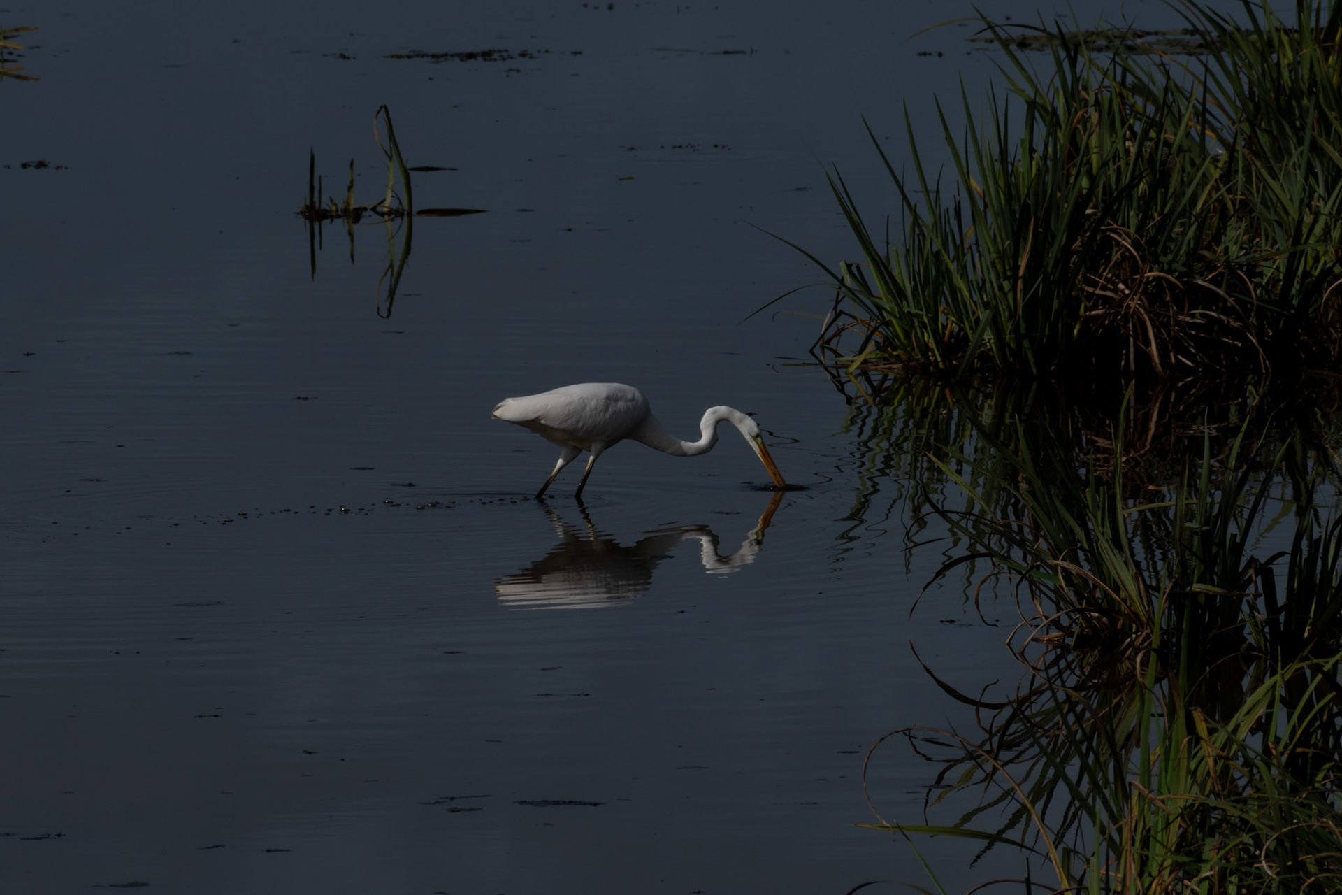 Grande aigrette