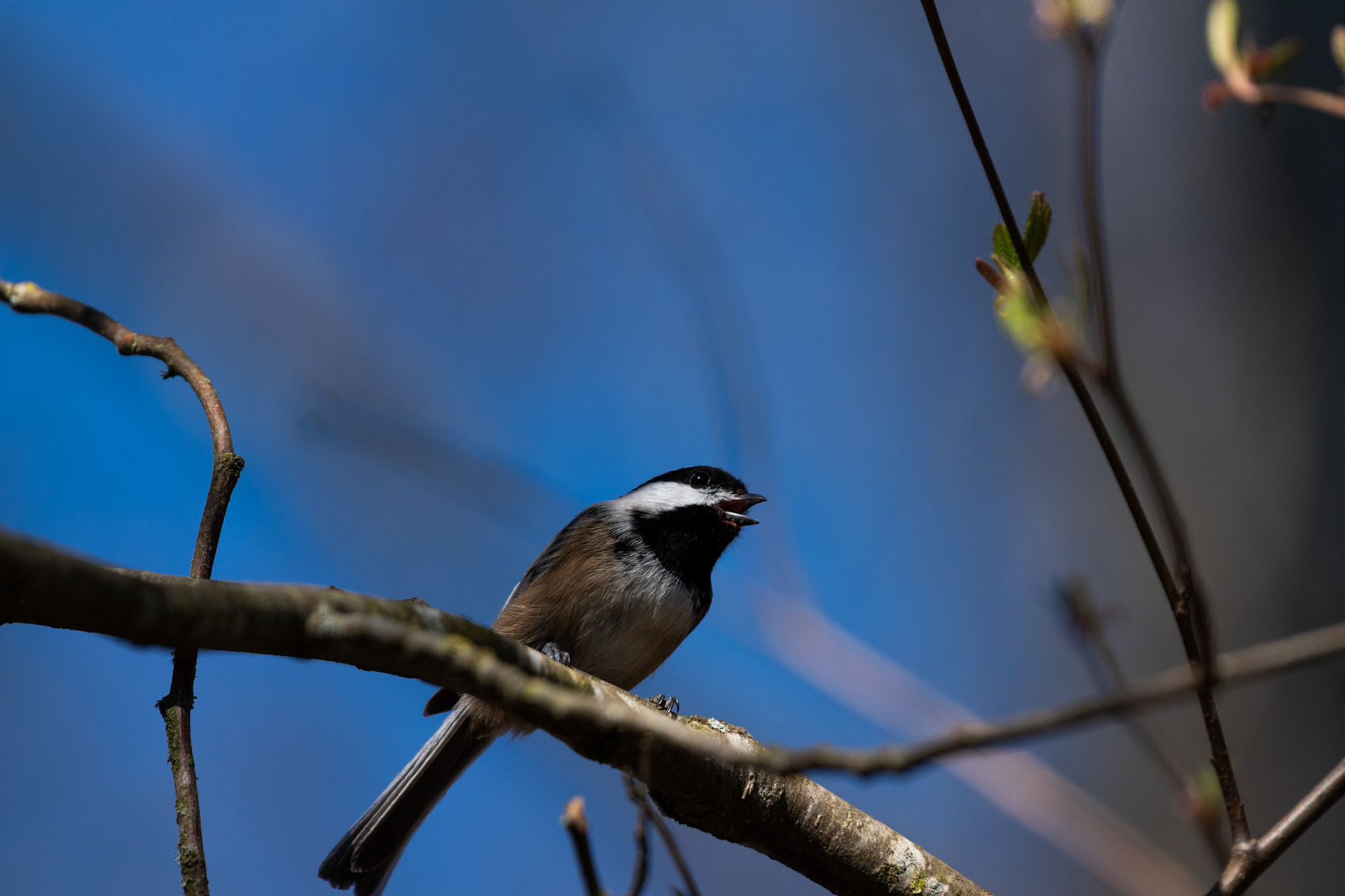 Mésange à tete noire