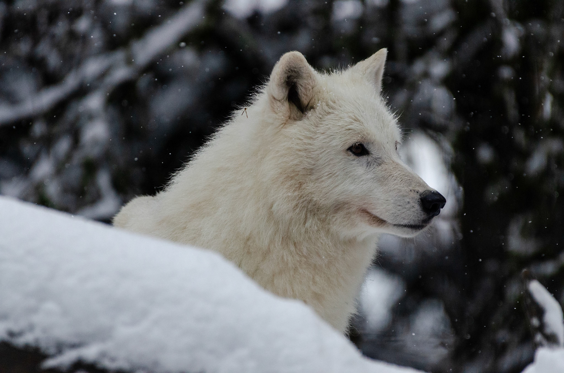 Loup arctique