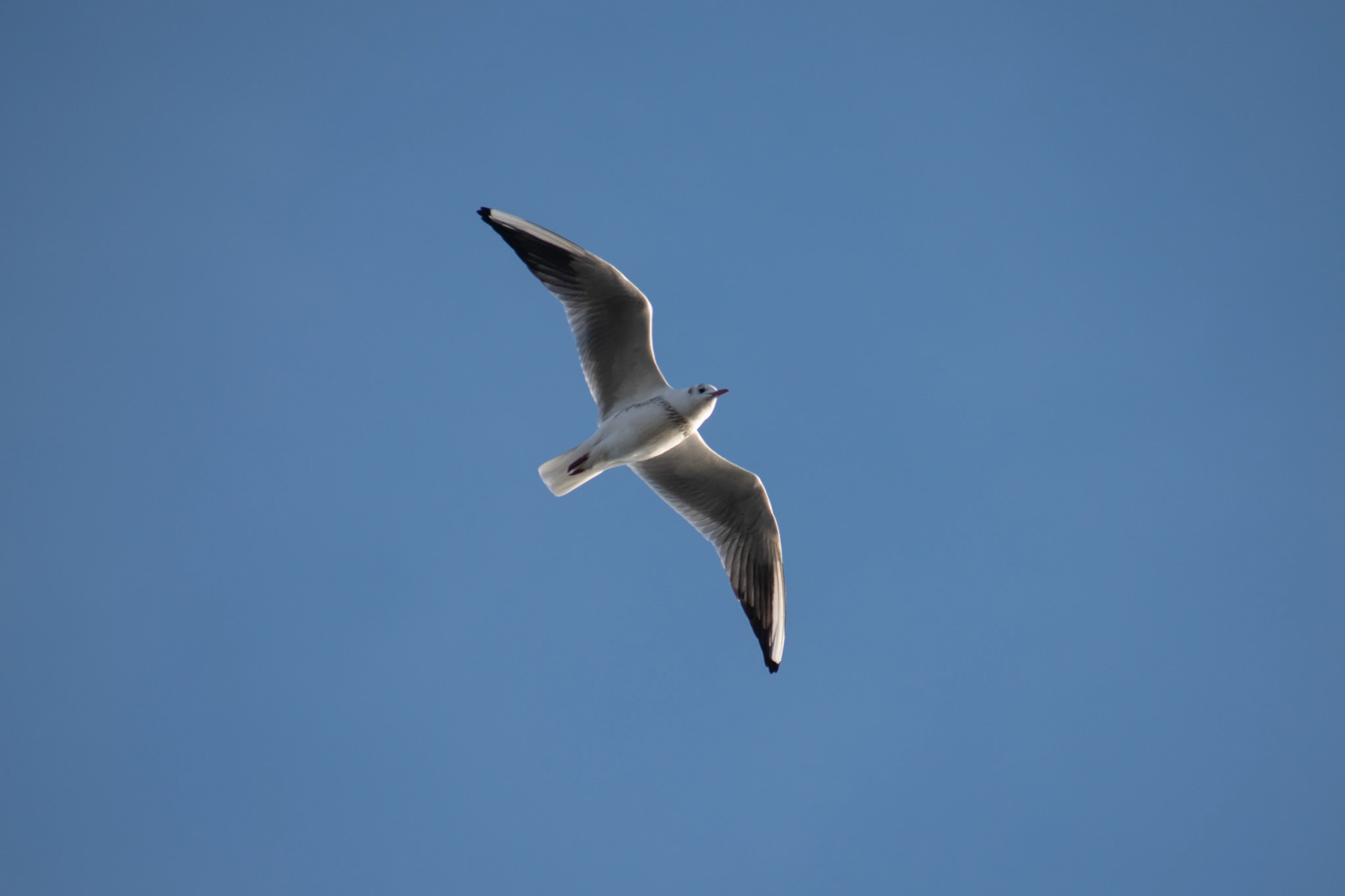 Mouette rieuse