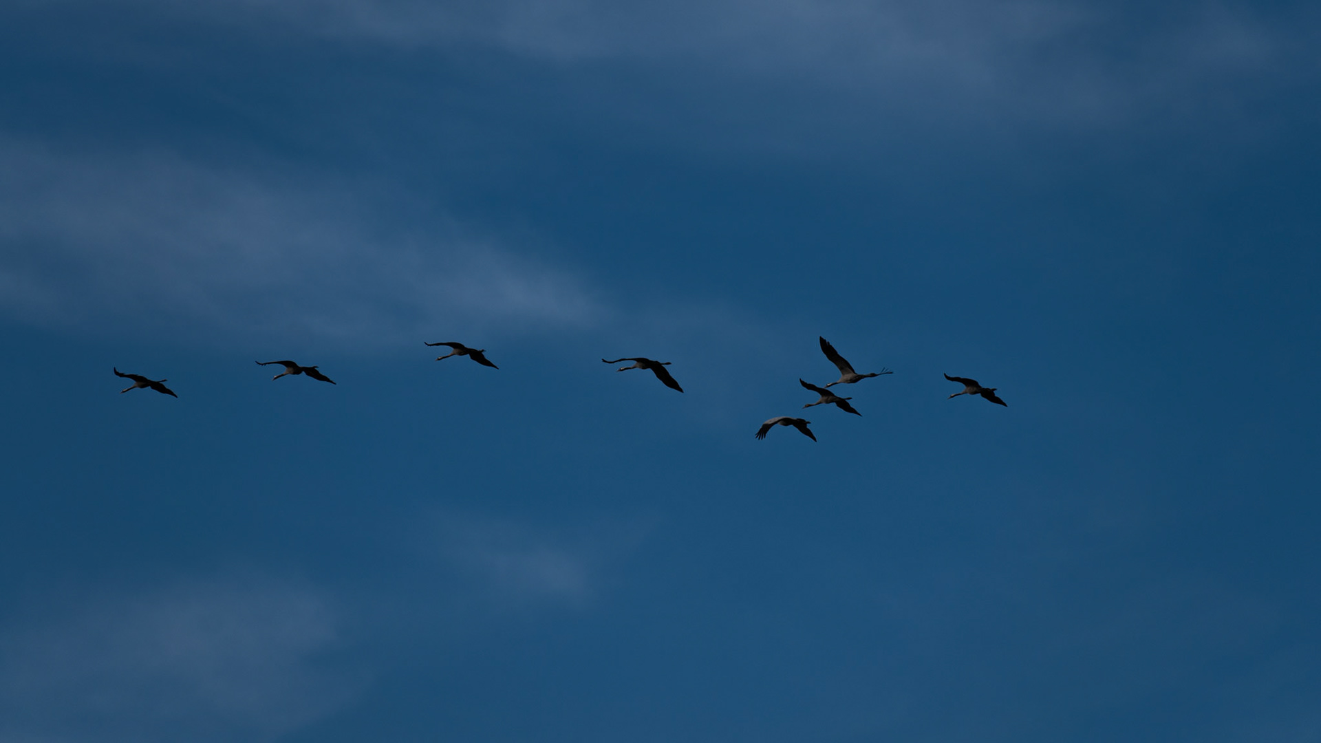 Grues cendrées