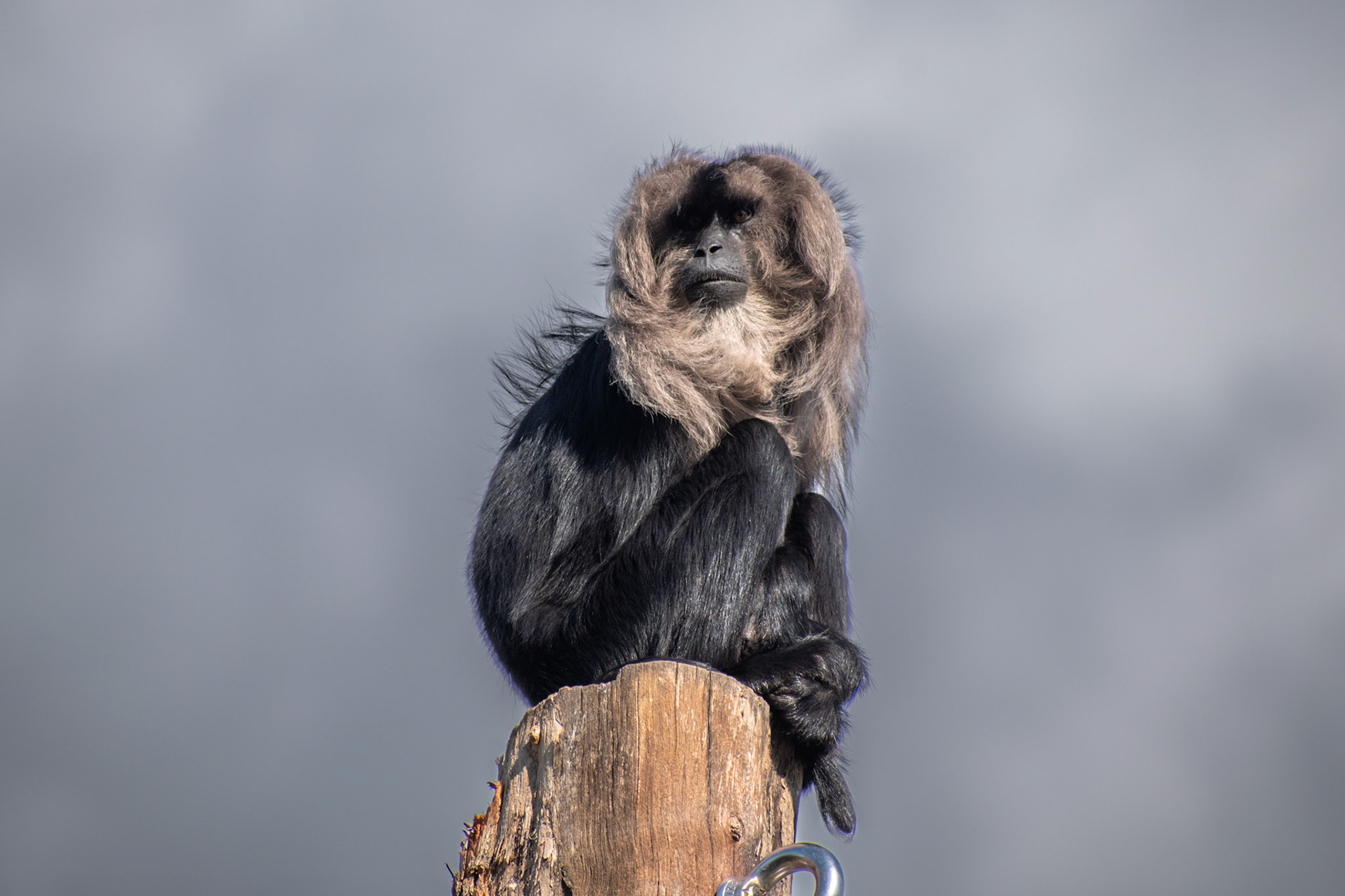 Macaque wanderoo
