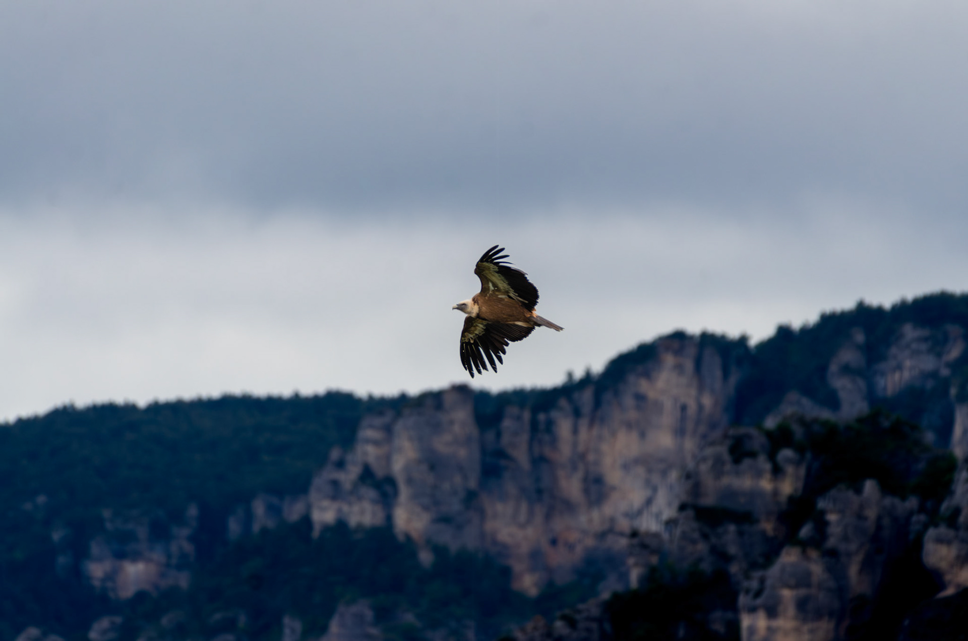 Vautour fauve