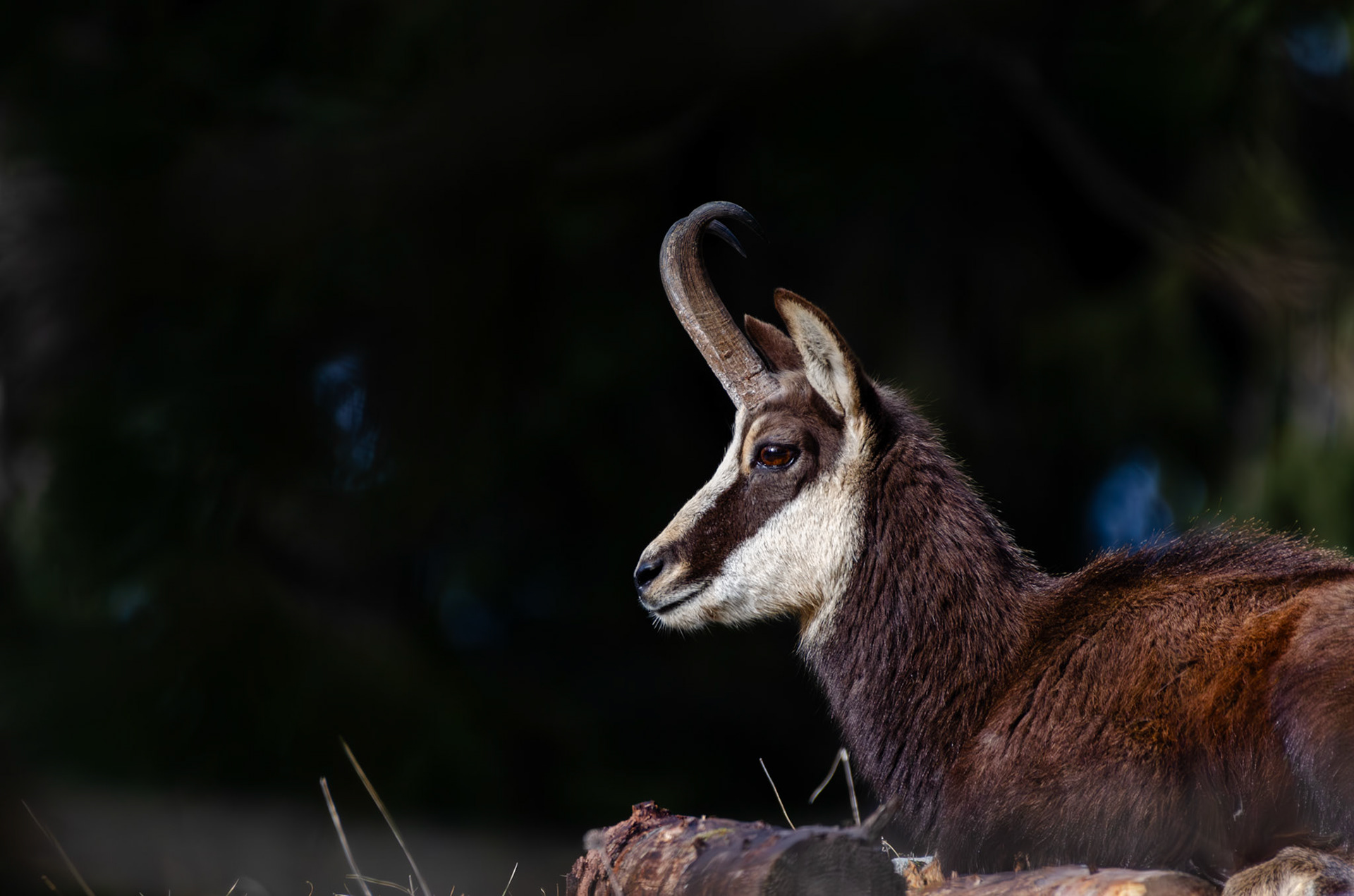 Chamois