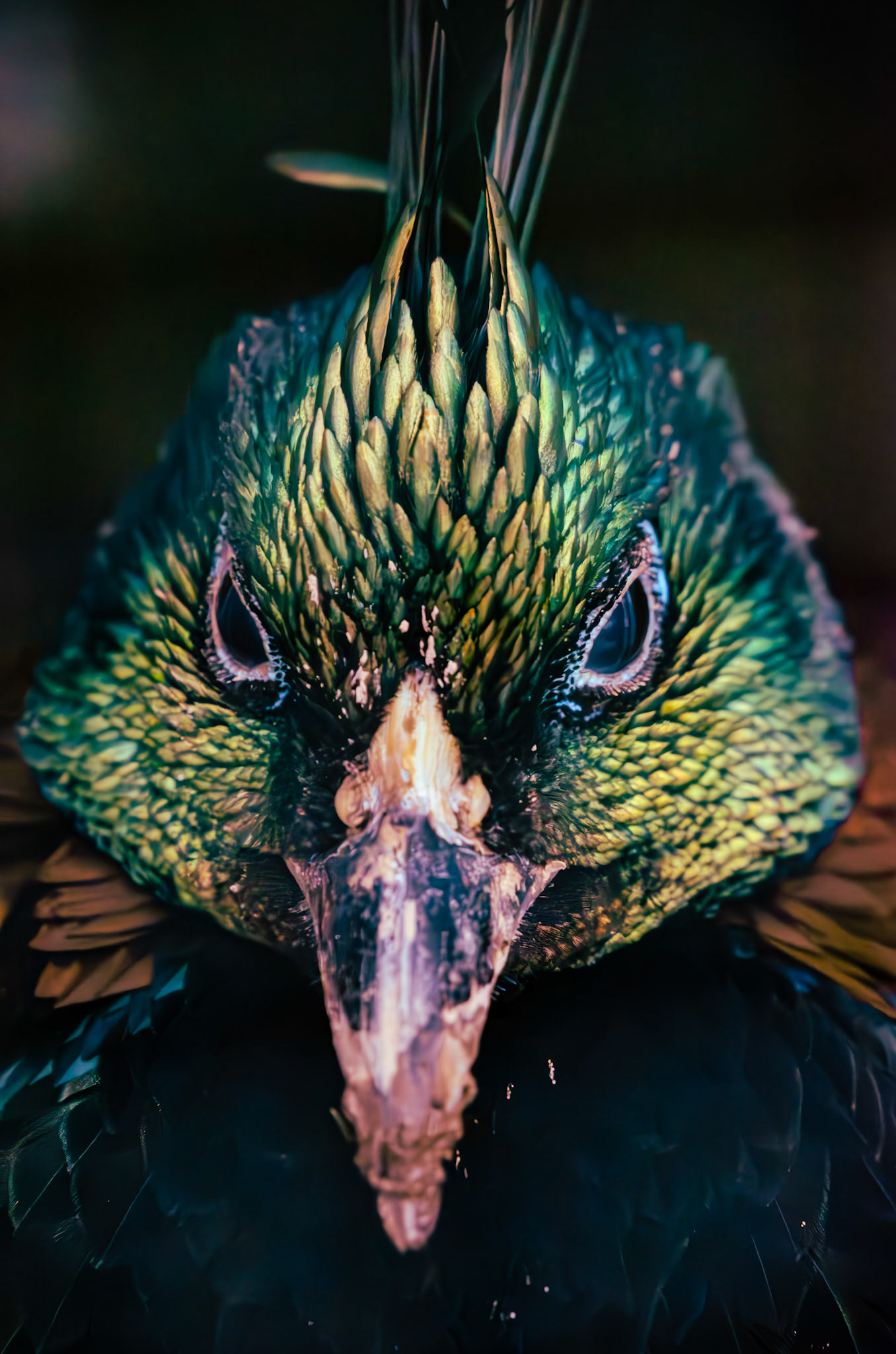 Lophophore resplendissant