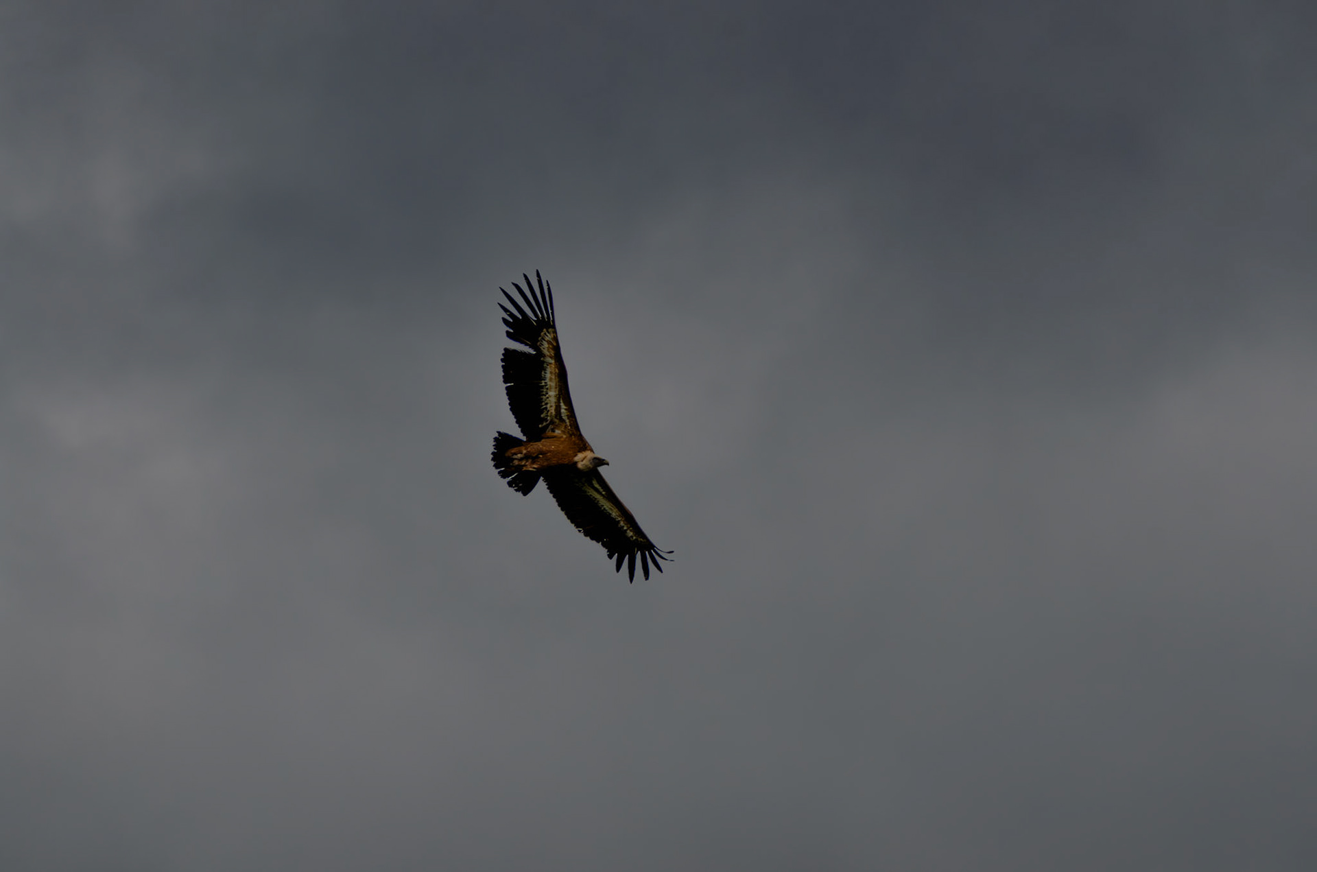 Vautour fauve