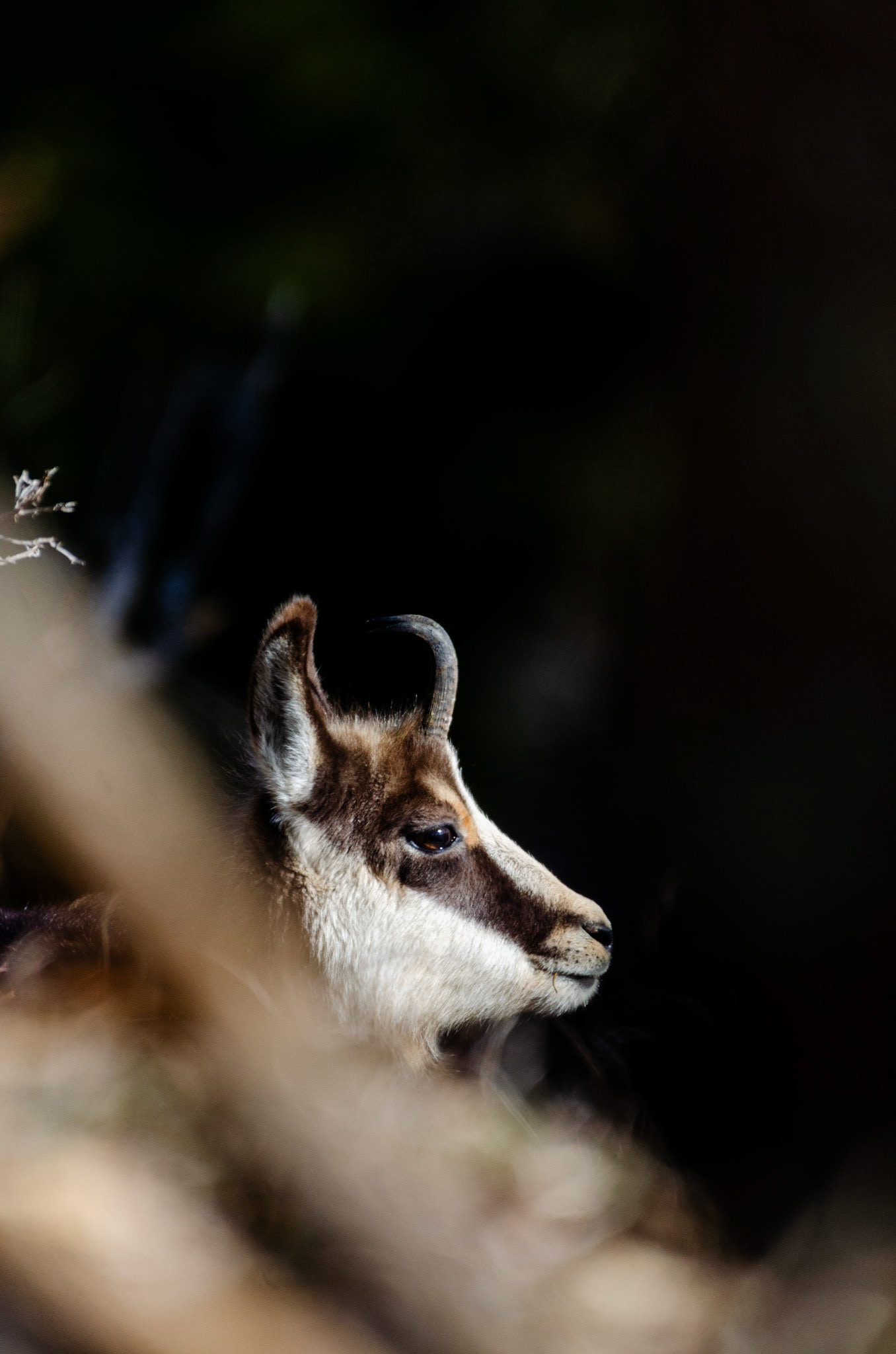 Chamois