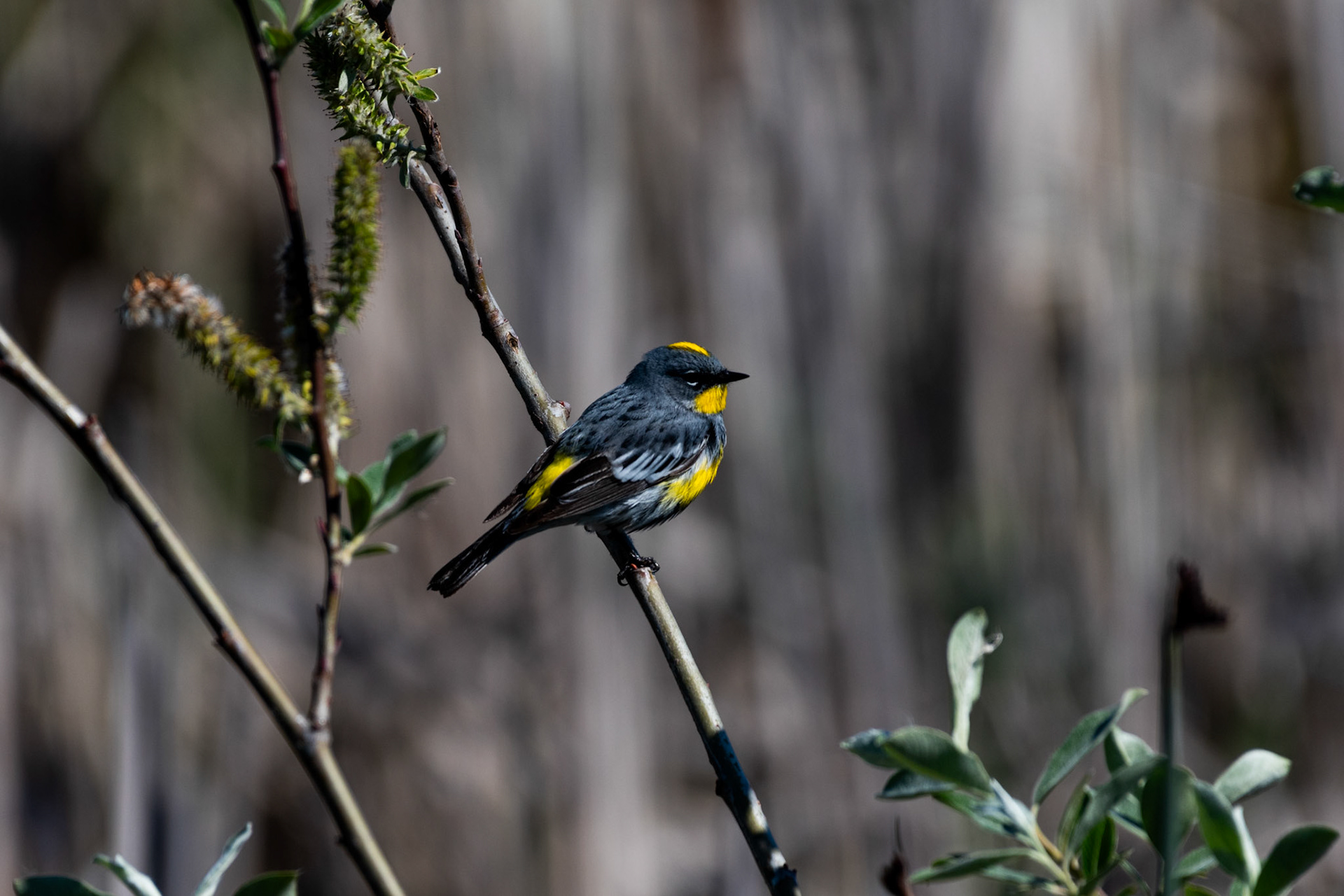 Yellow-rumped Warbler