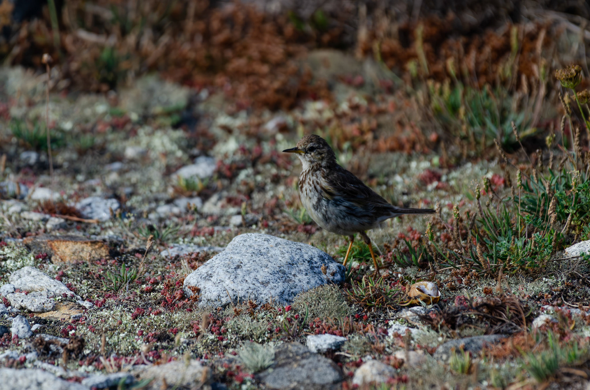 Pipit maritime