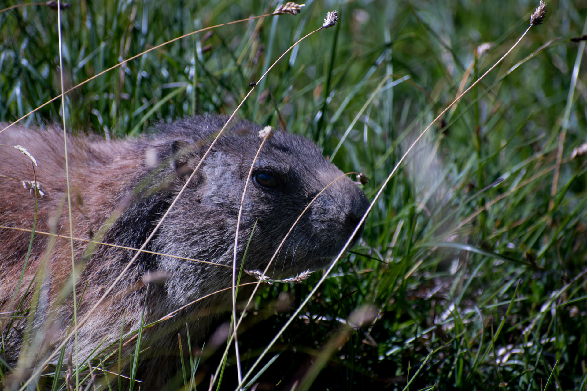 Marmotte des Alpes