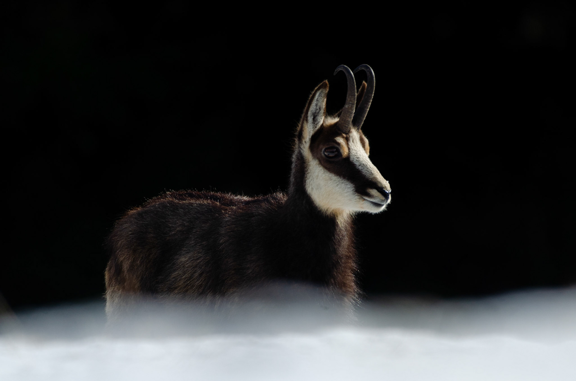 Chamois