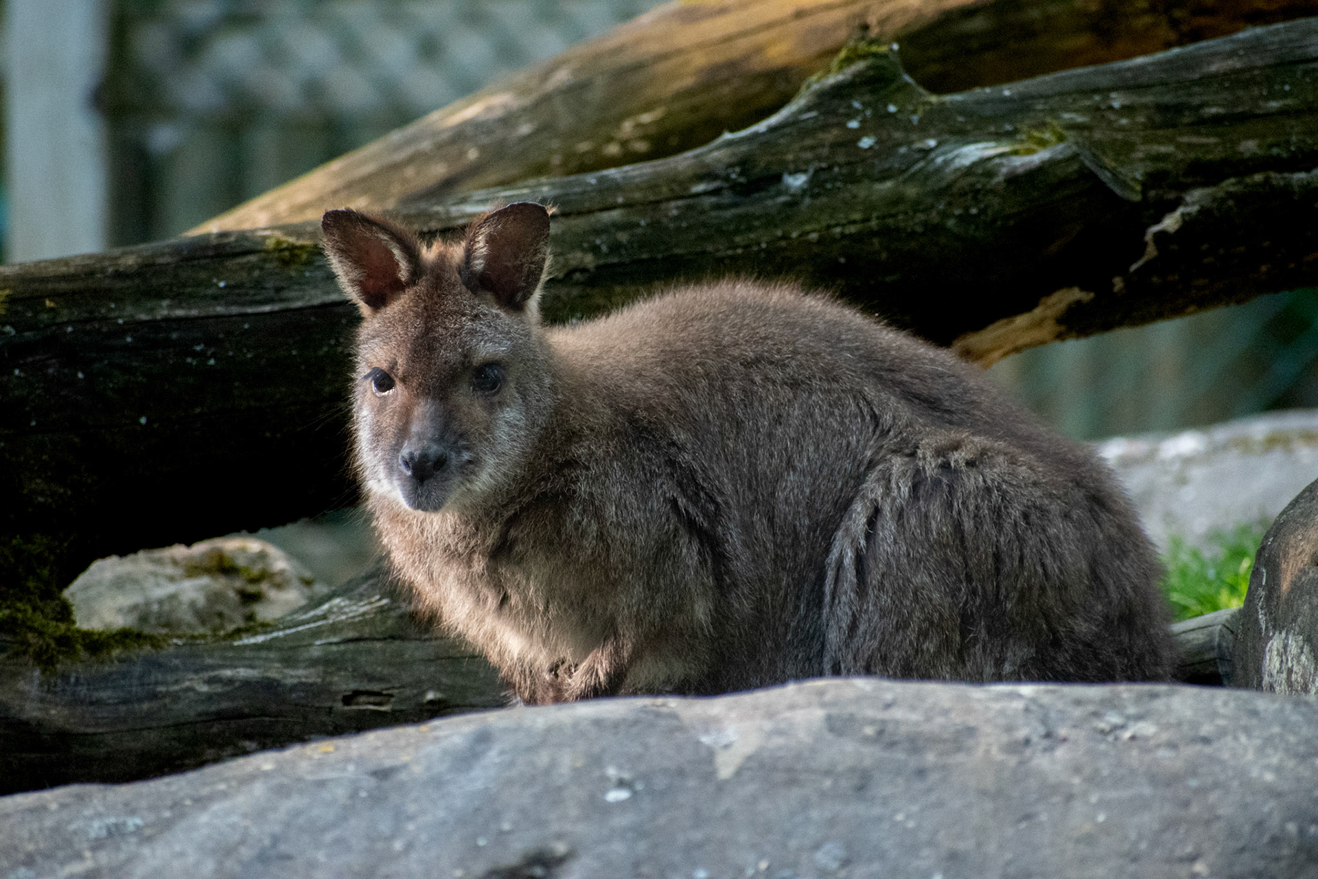 Wallaby de Bennett