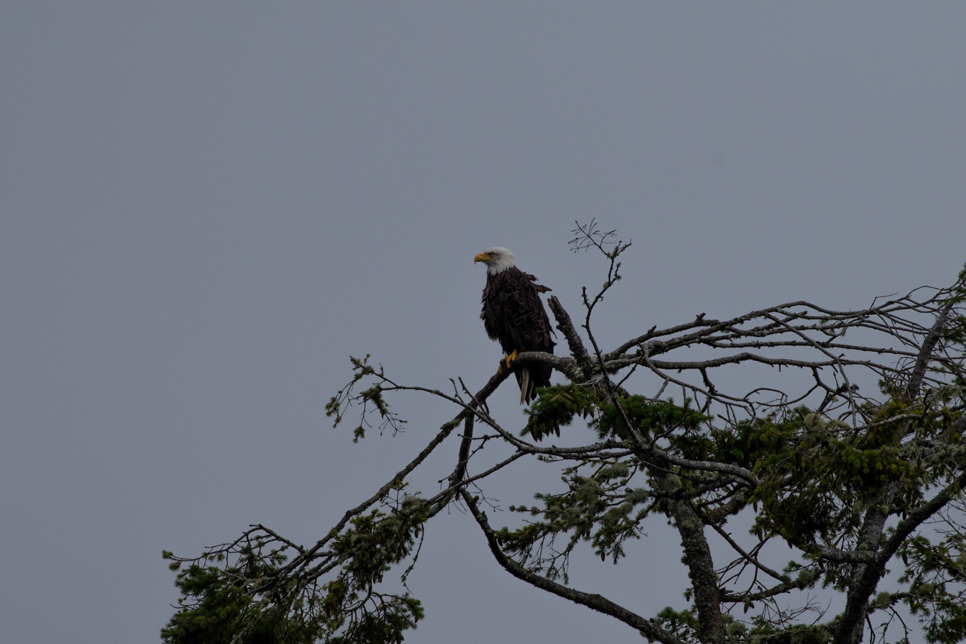 Pygargue à tete blanche