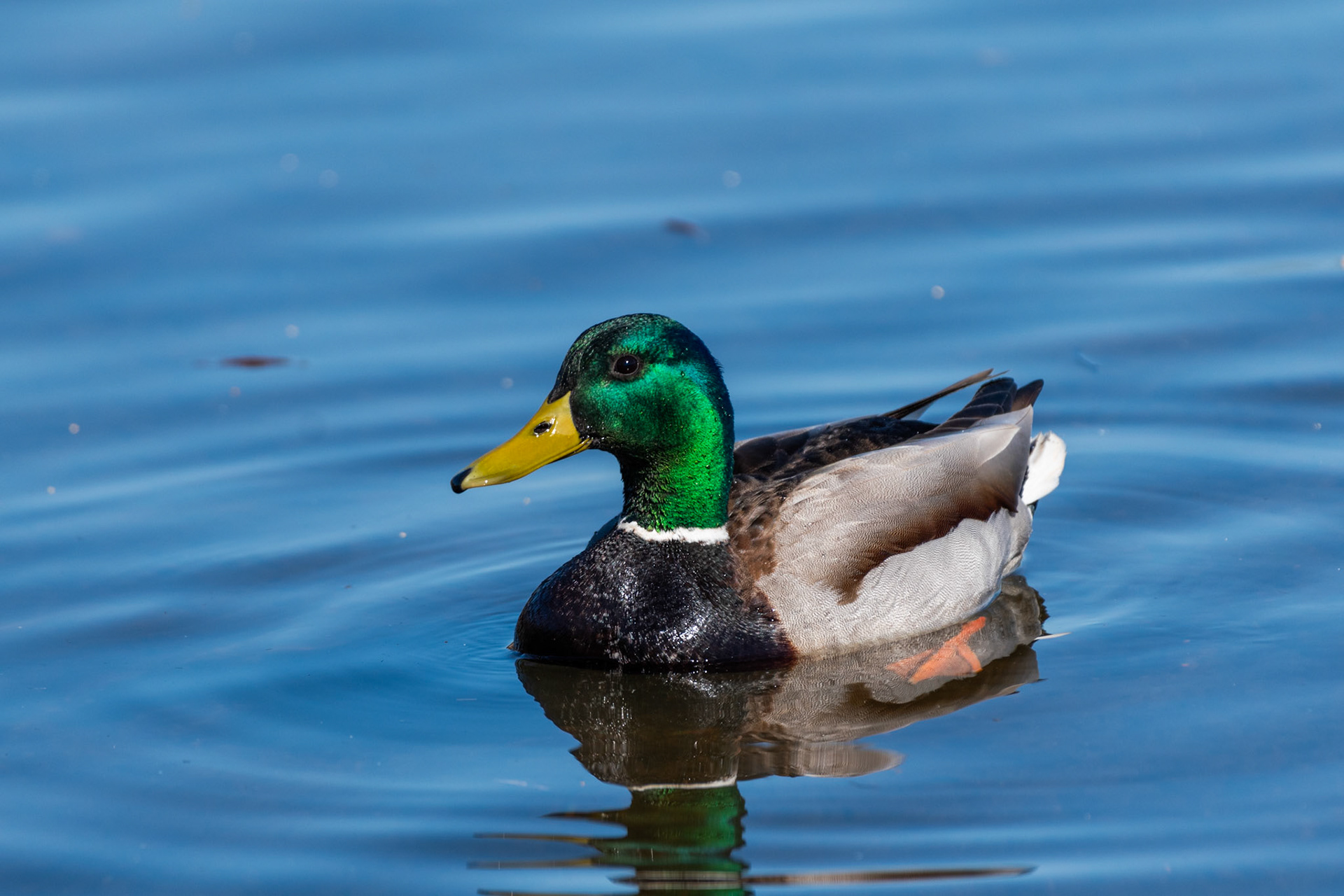 Canard colvert