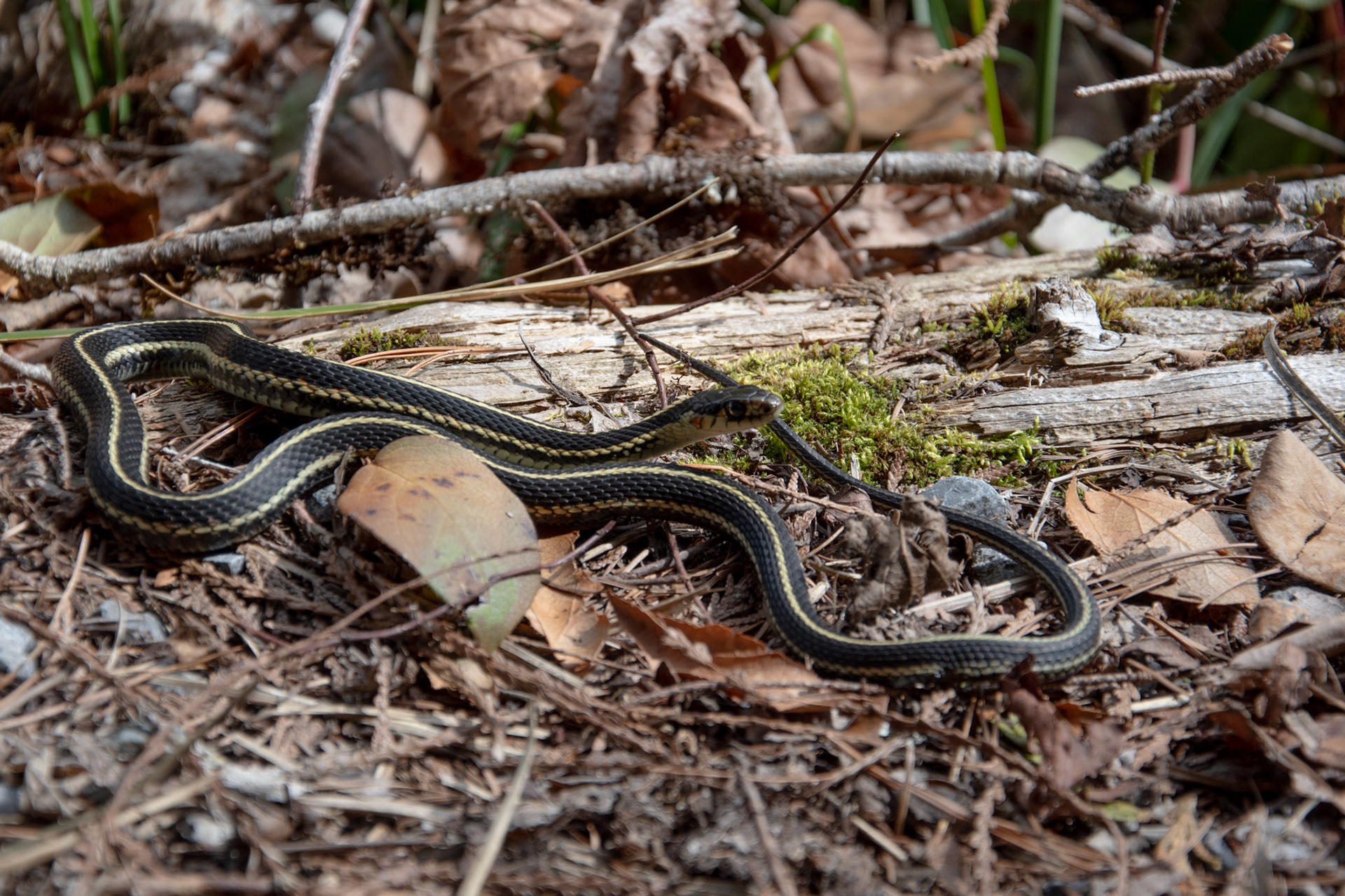 Common Garter Snake
