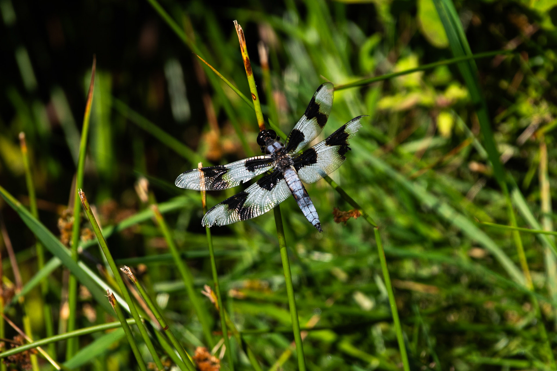 Eight-spotted skimmer