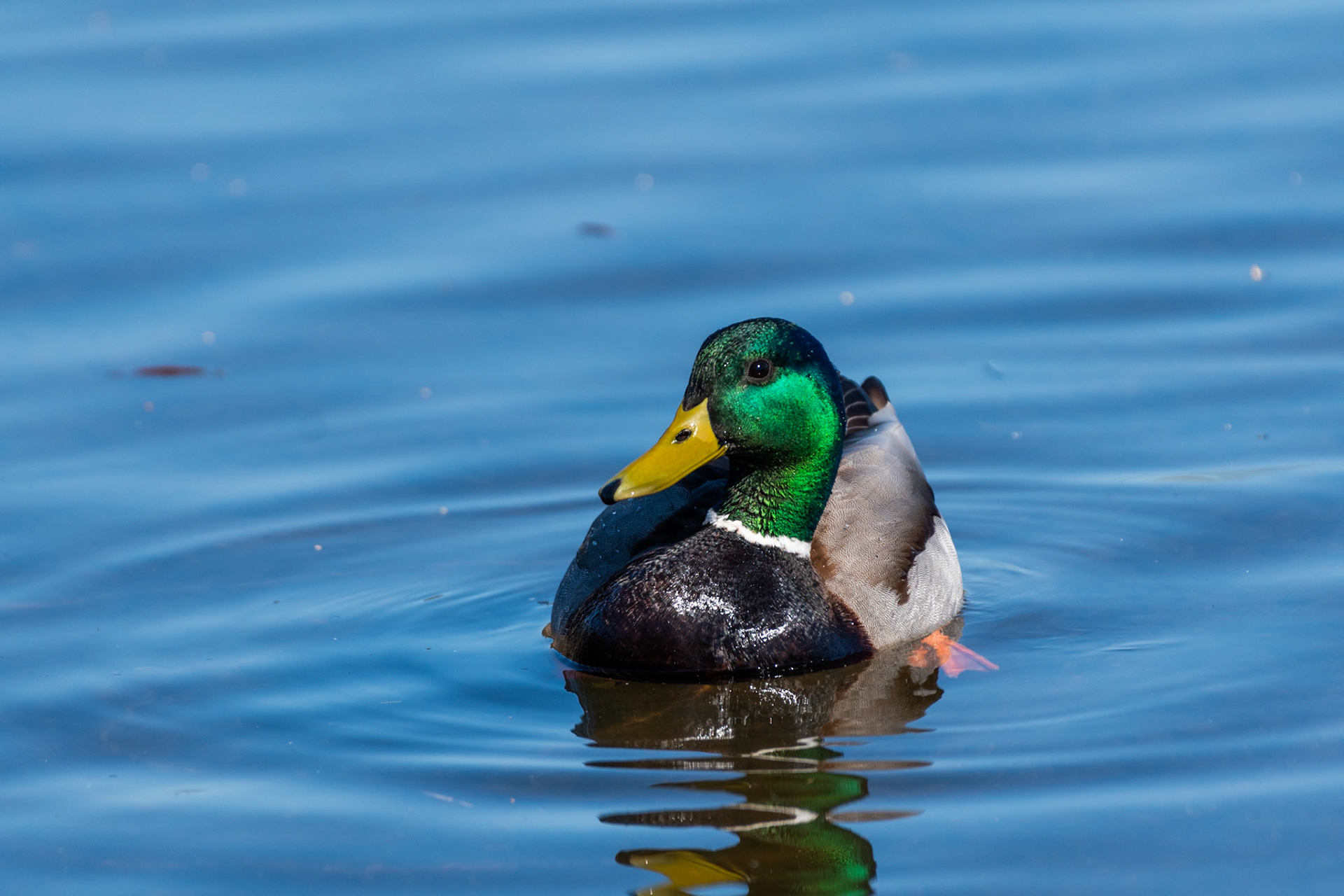 Canard colvert