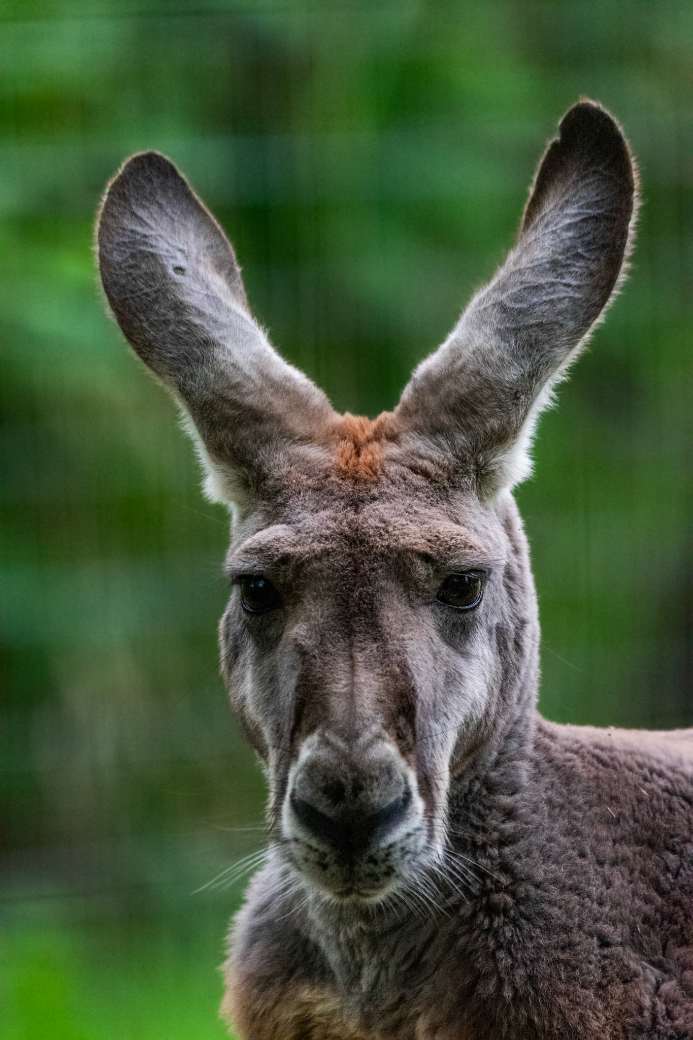 Kangourou roux
