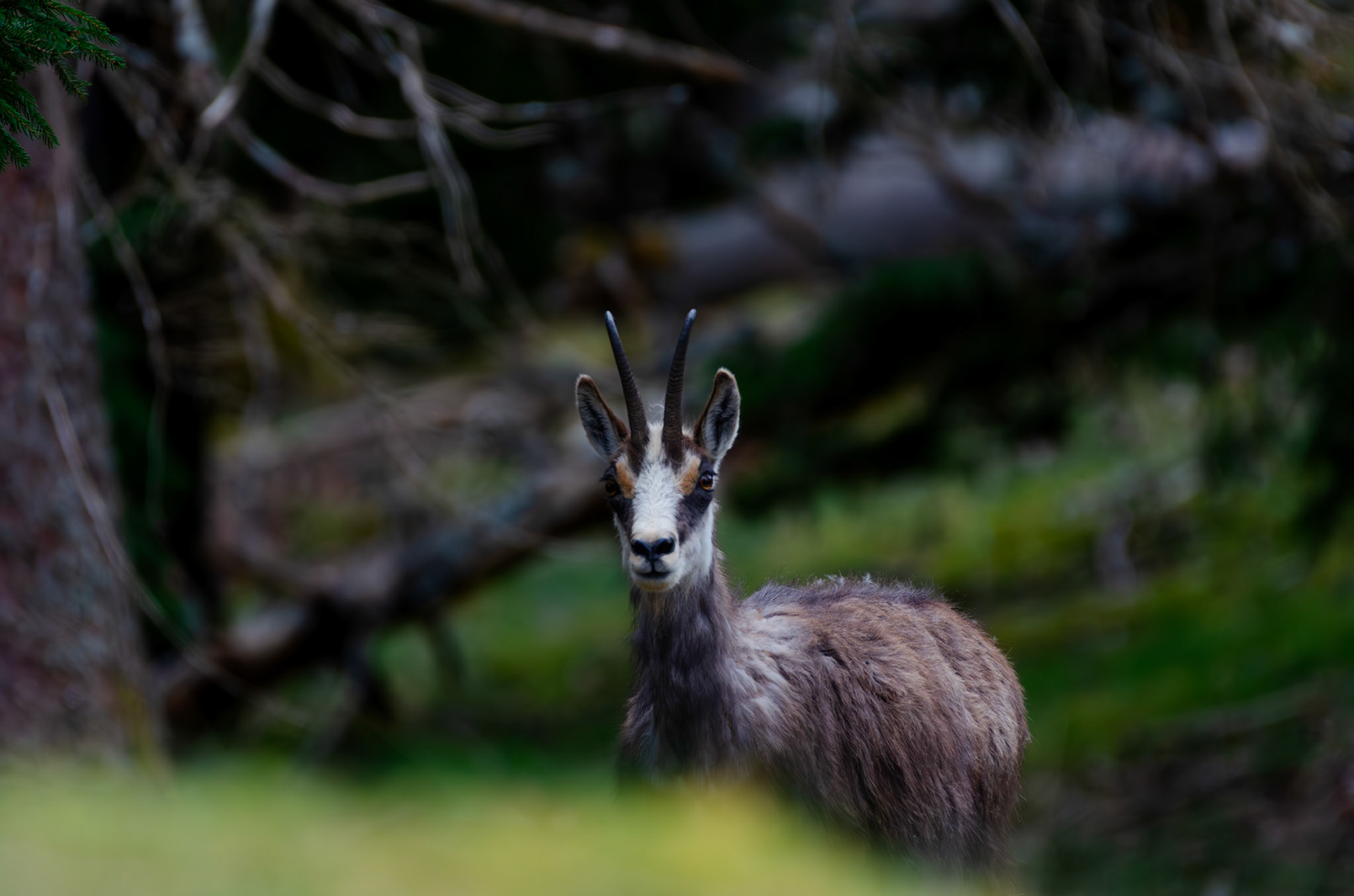 Chamois