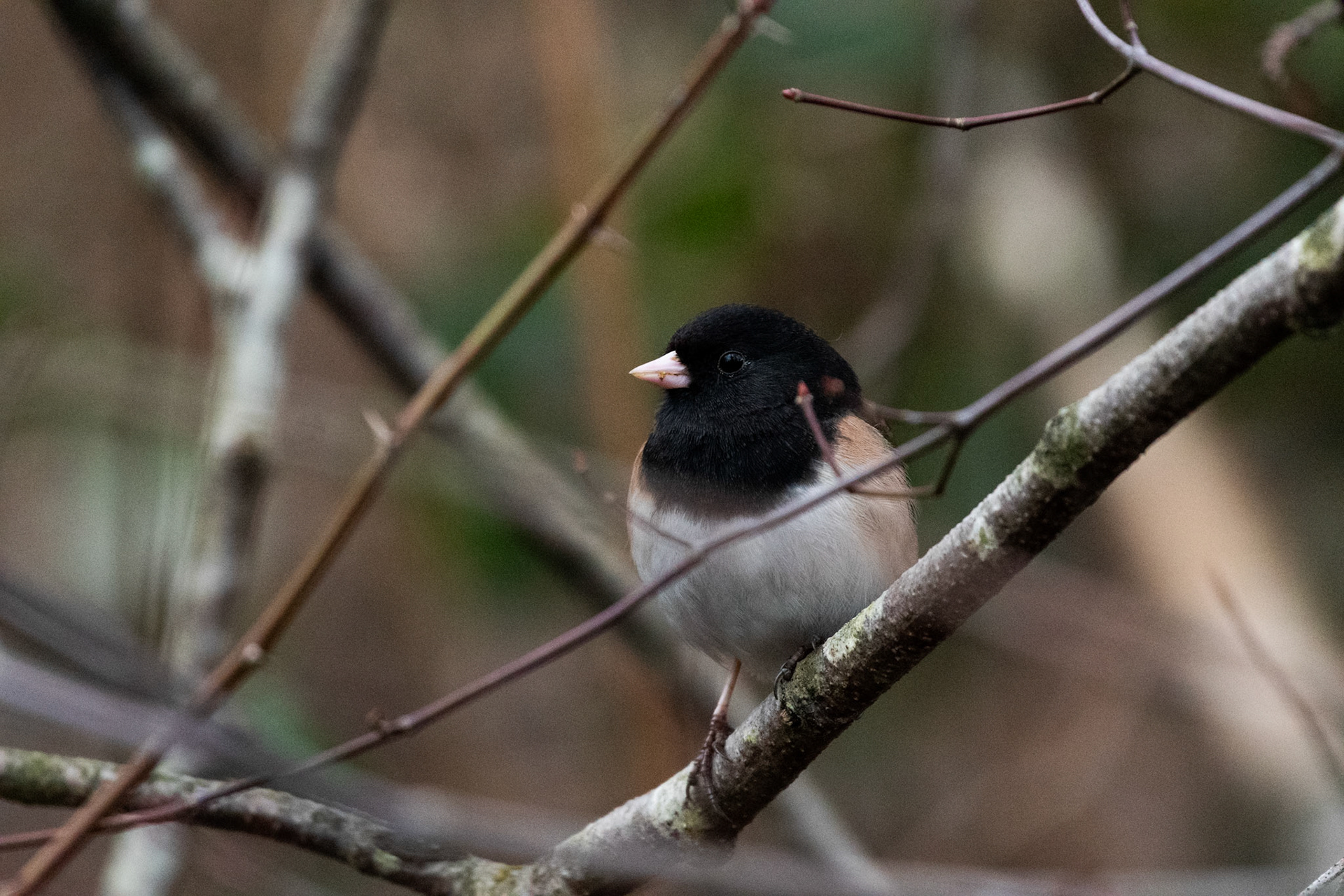 Junco ardoisé