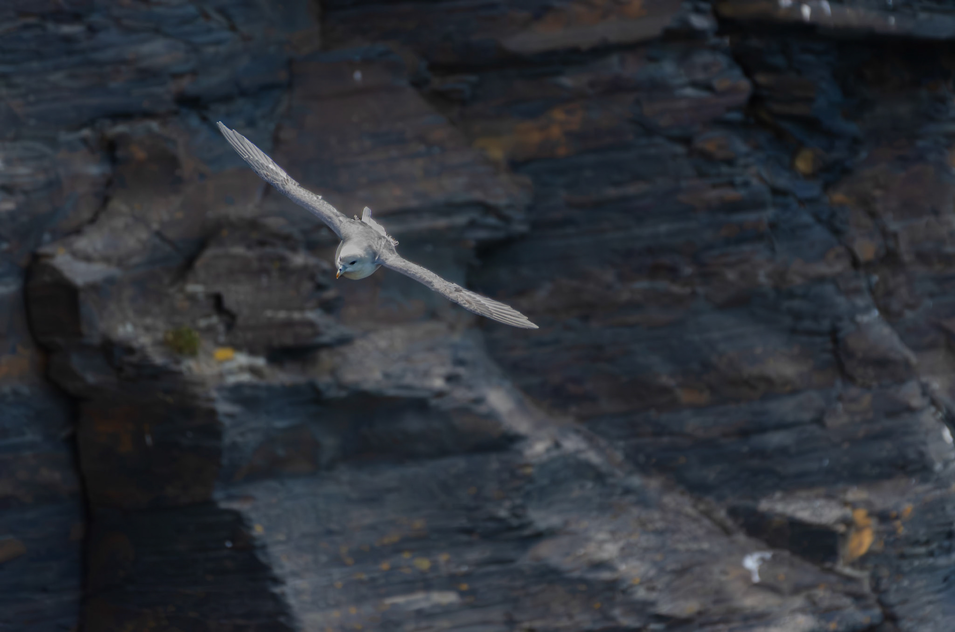 Fulmar boréal