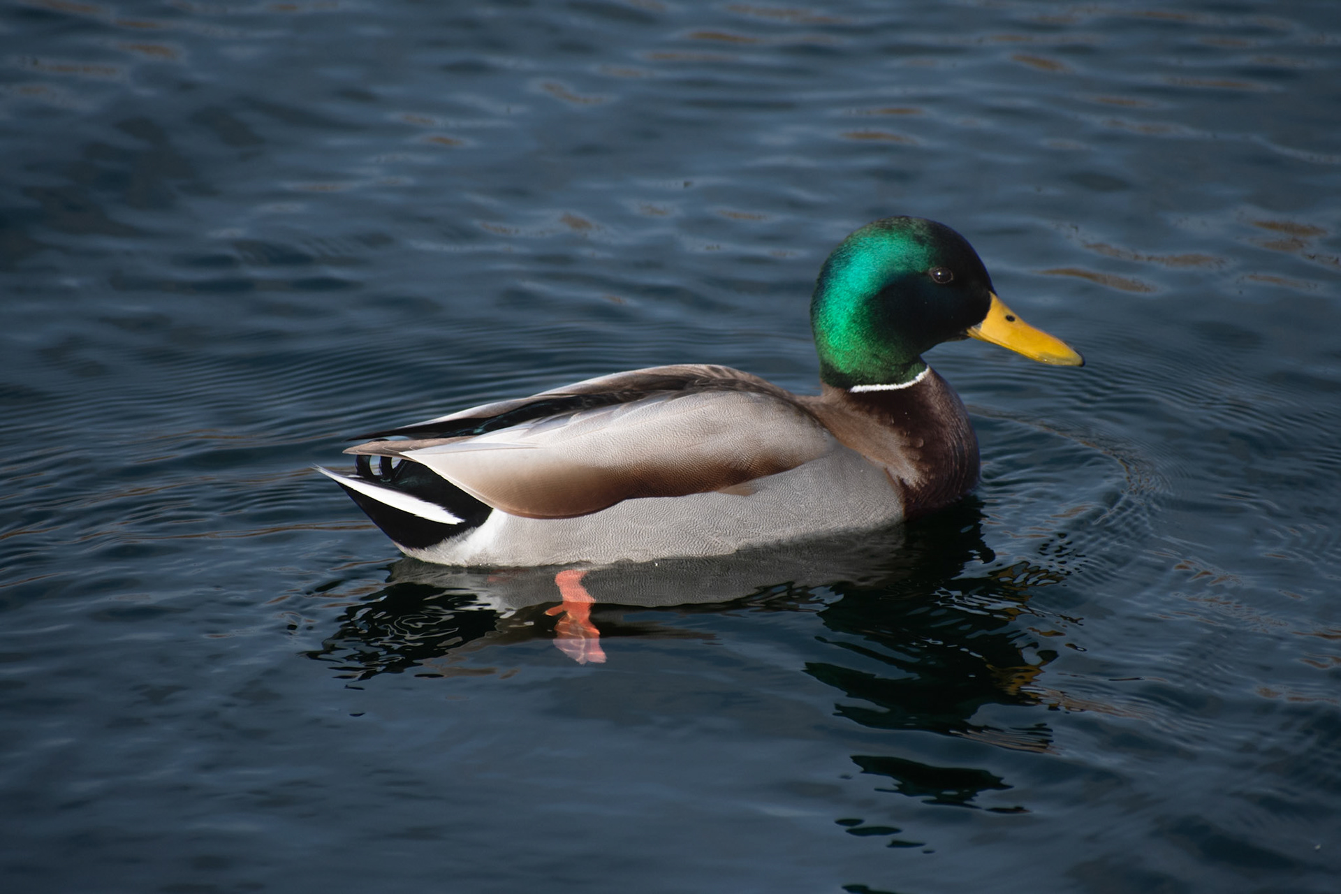 Canard colvert