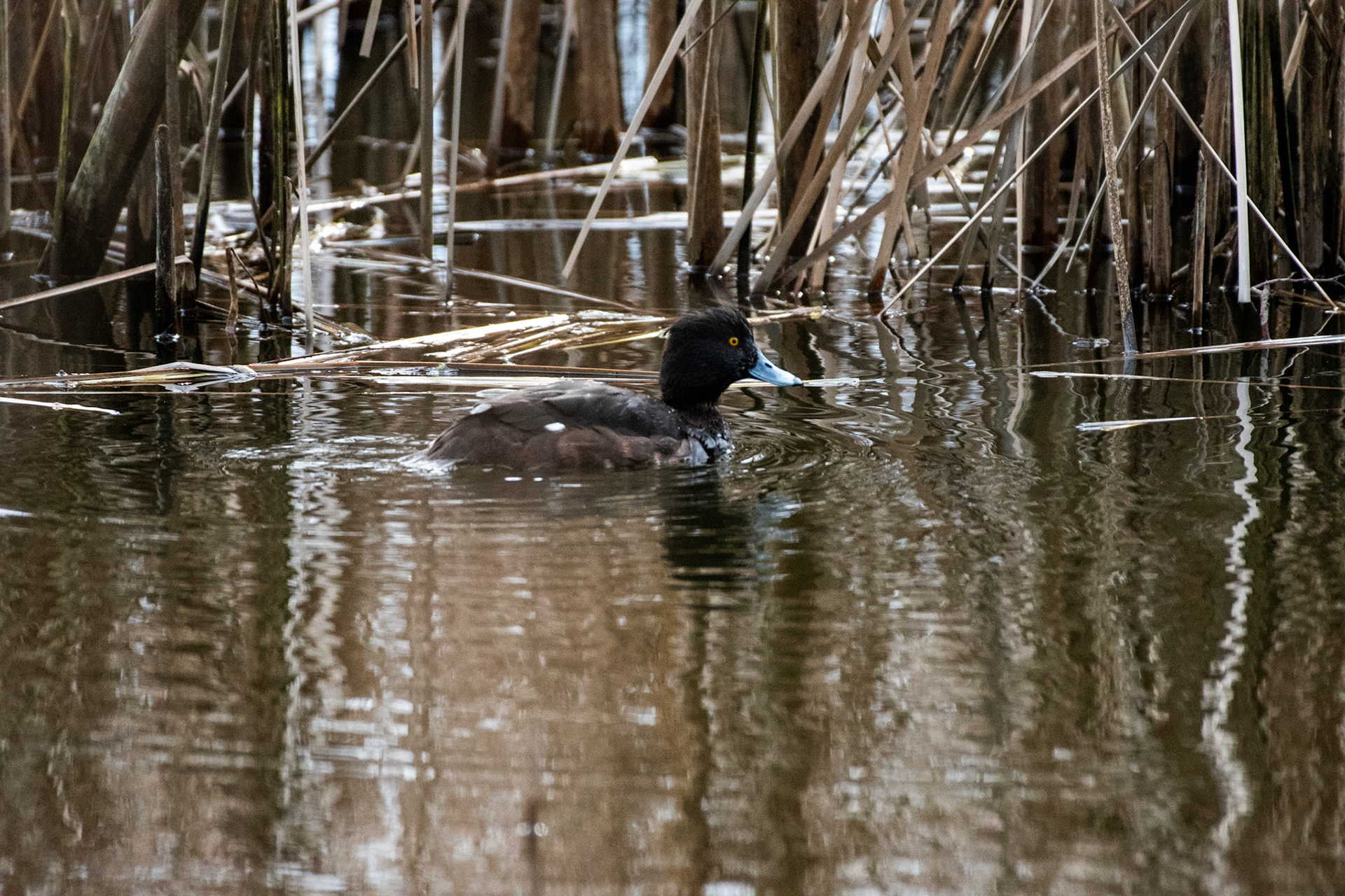 Fuligule morillon