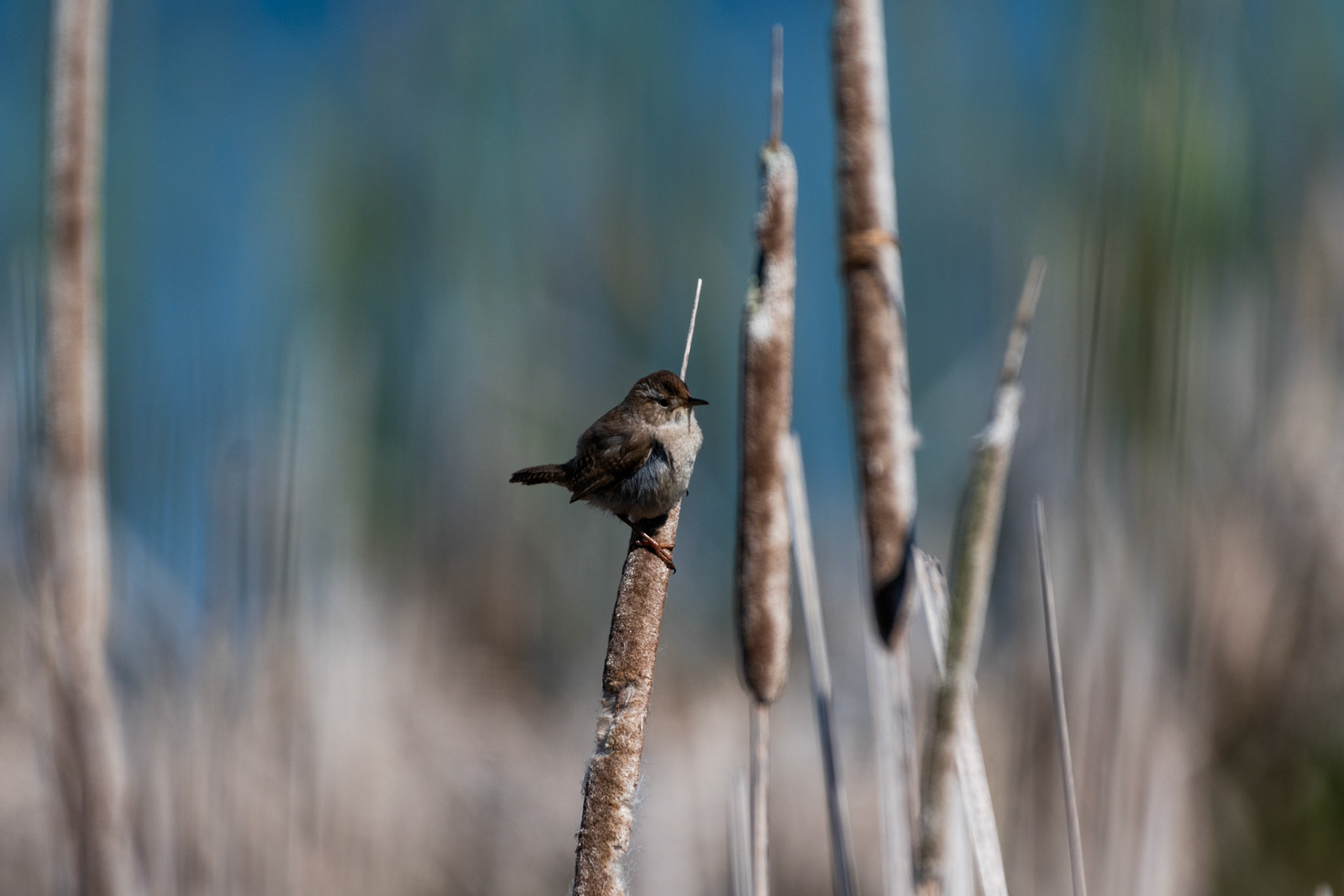 Troglodyte des marais