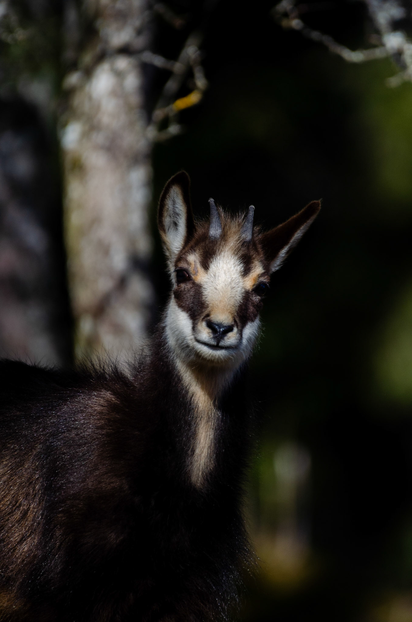 Chamois