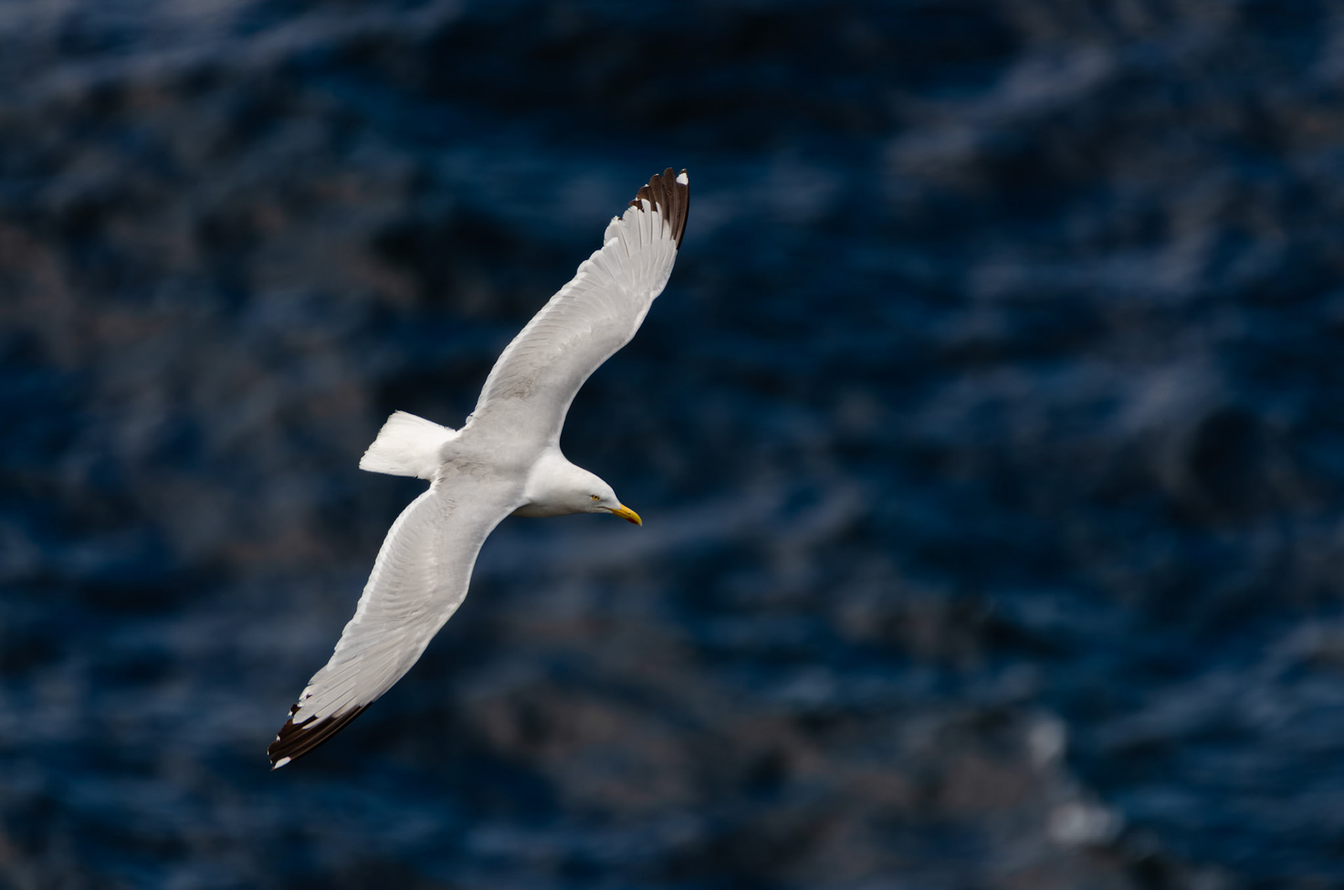 Goéland argenté