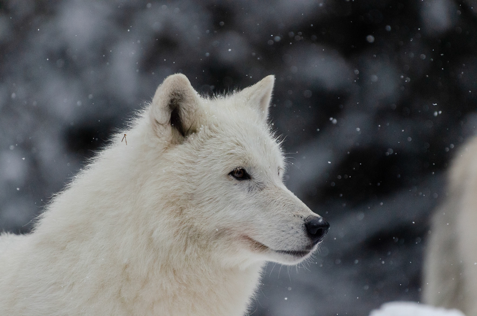 Loup arctique