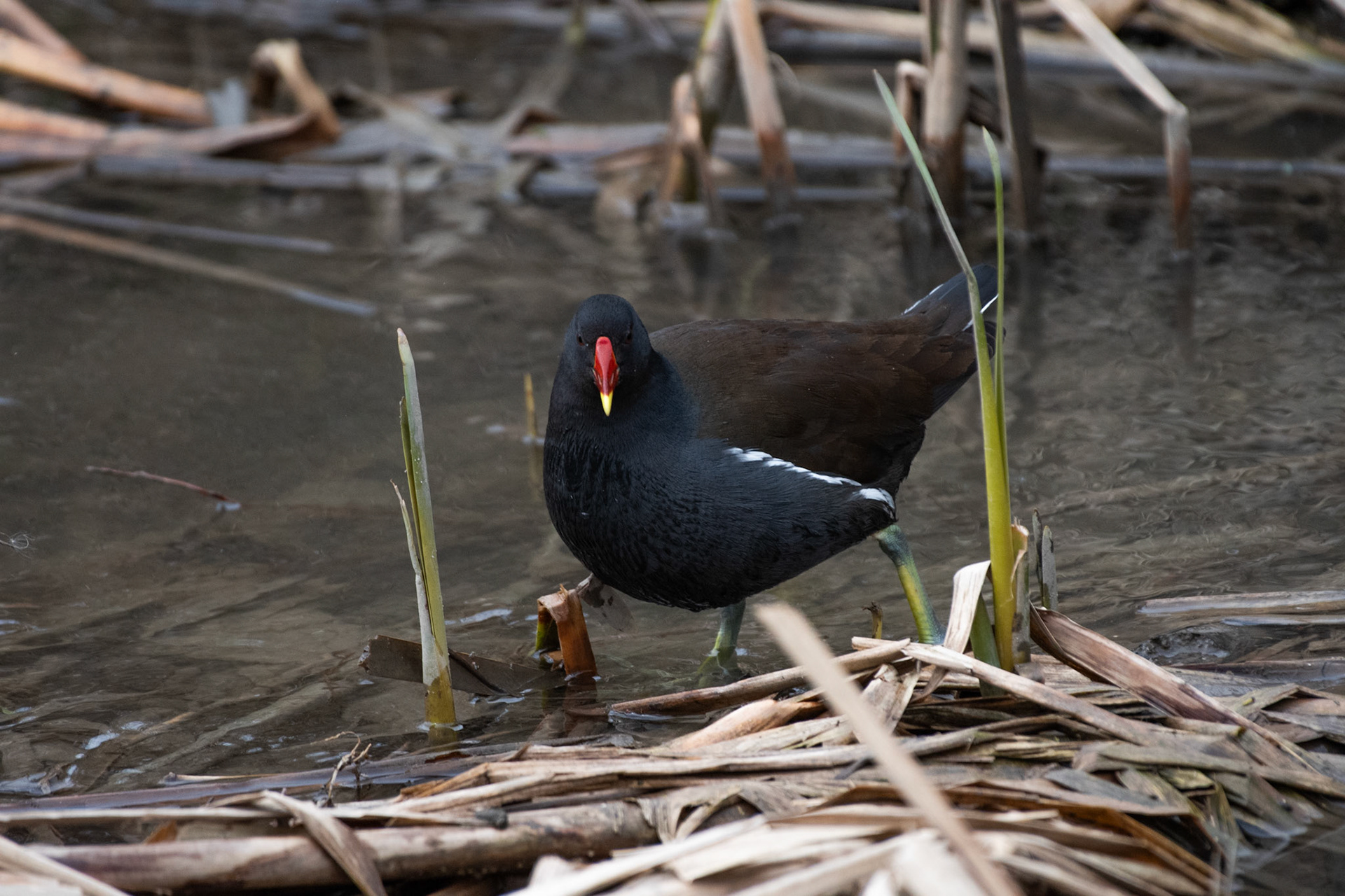 Poule d'eau