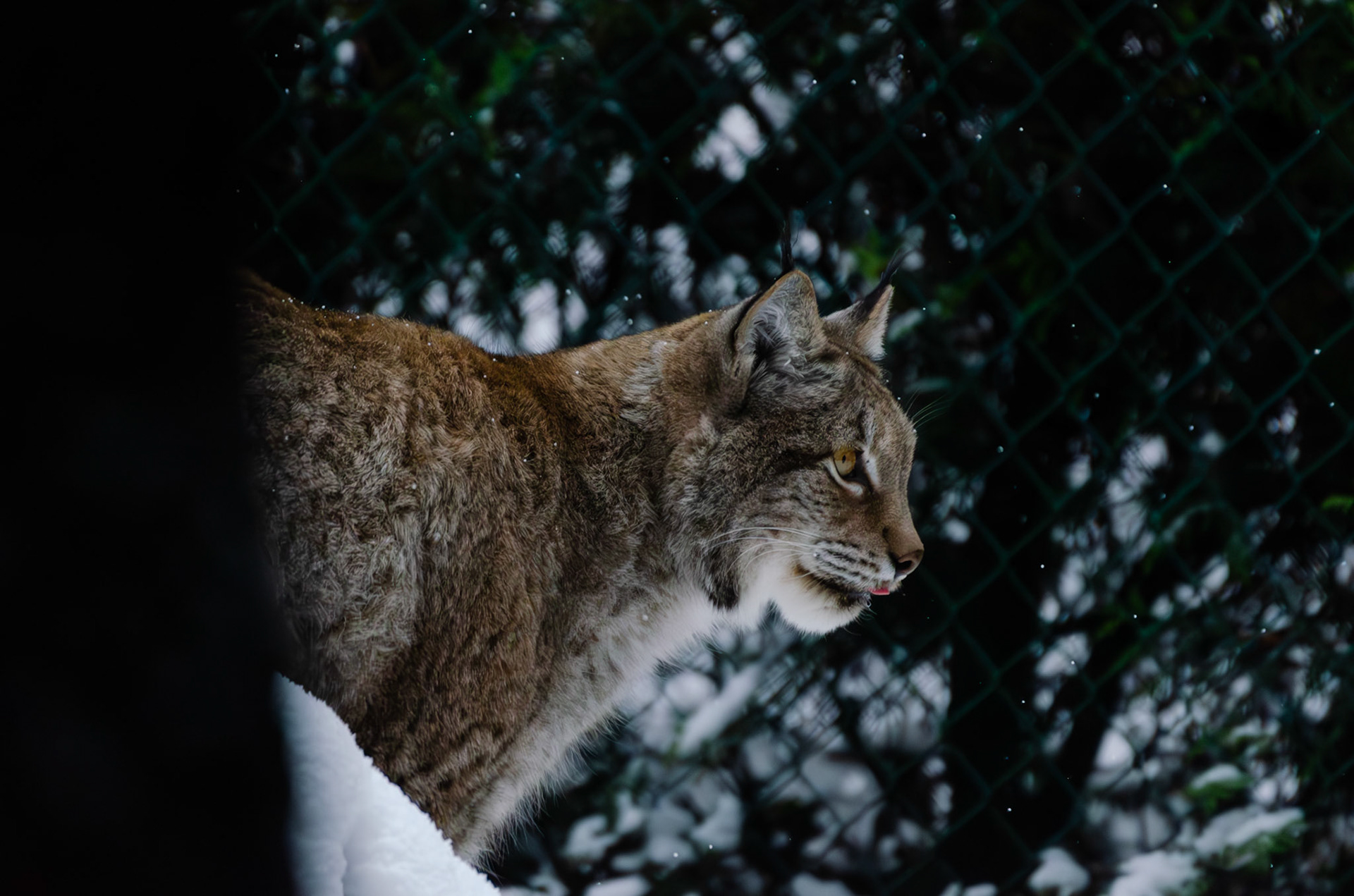 Lynx boréal