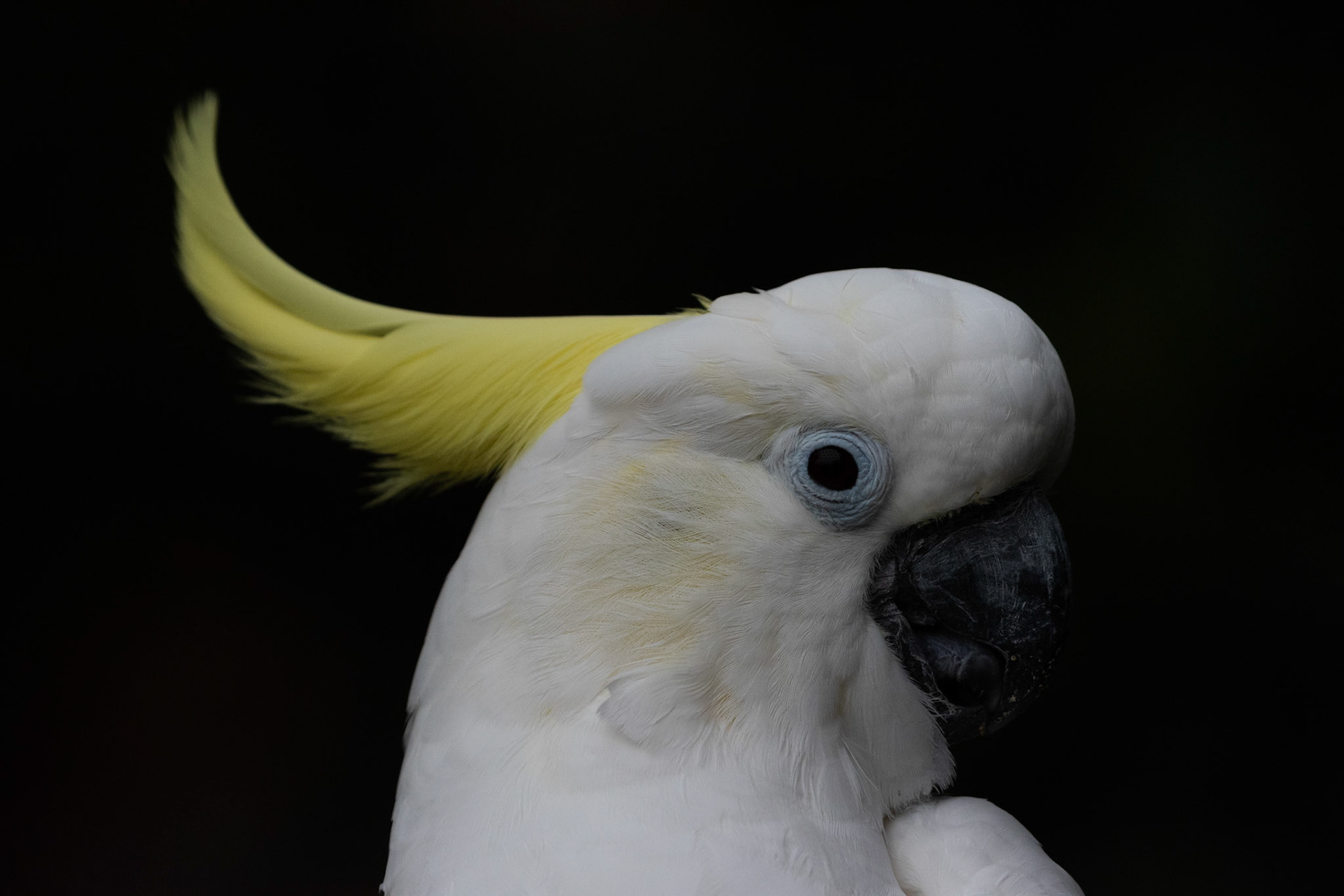 Cacatoès à huppe jaune