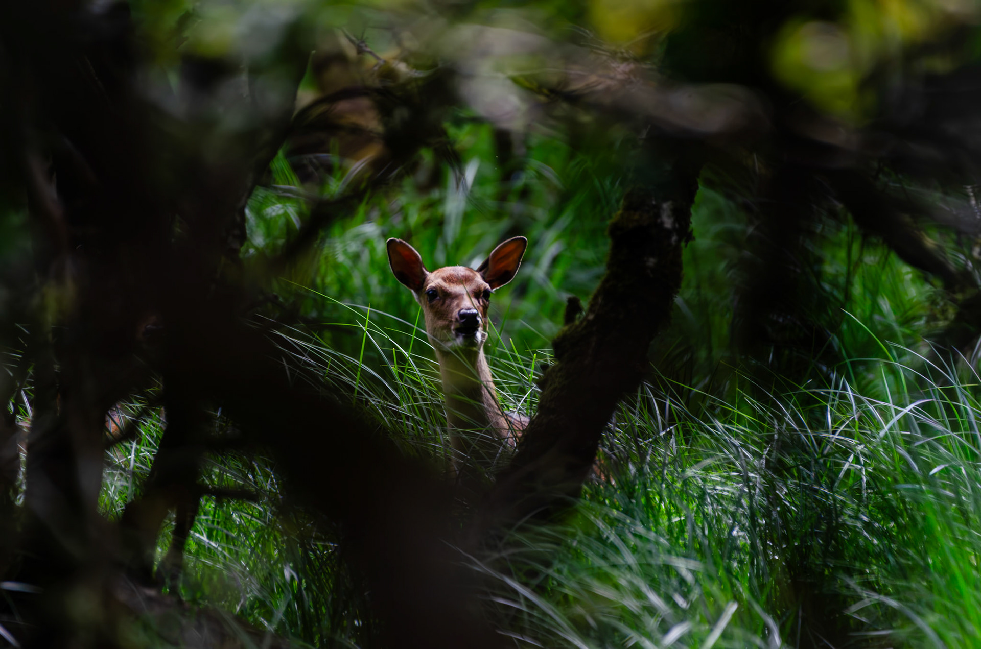 Cerf Sika