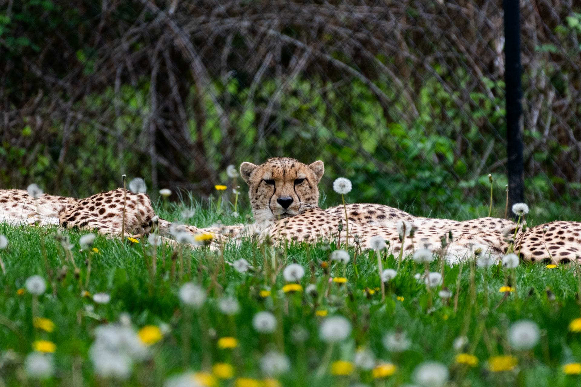 Guépard