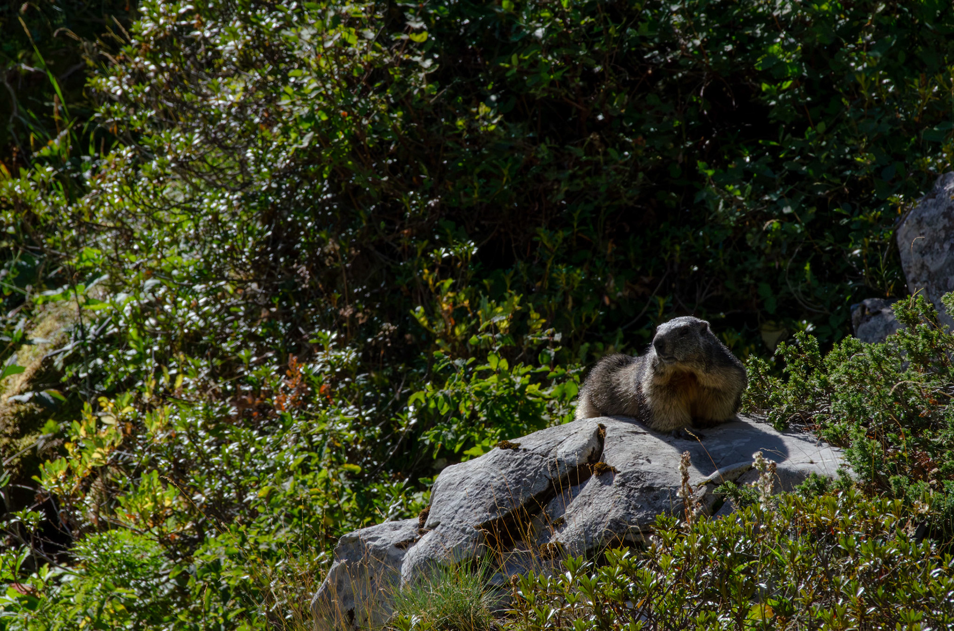 Marmotte
