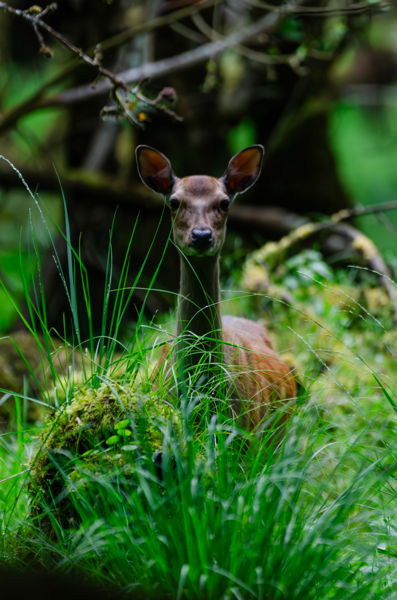 Cerf Sika