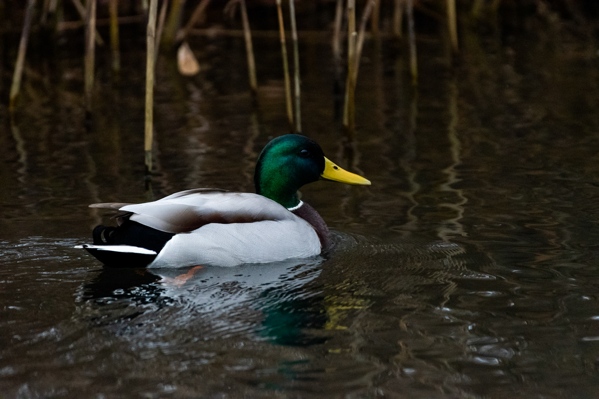 Canard colvert