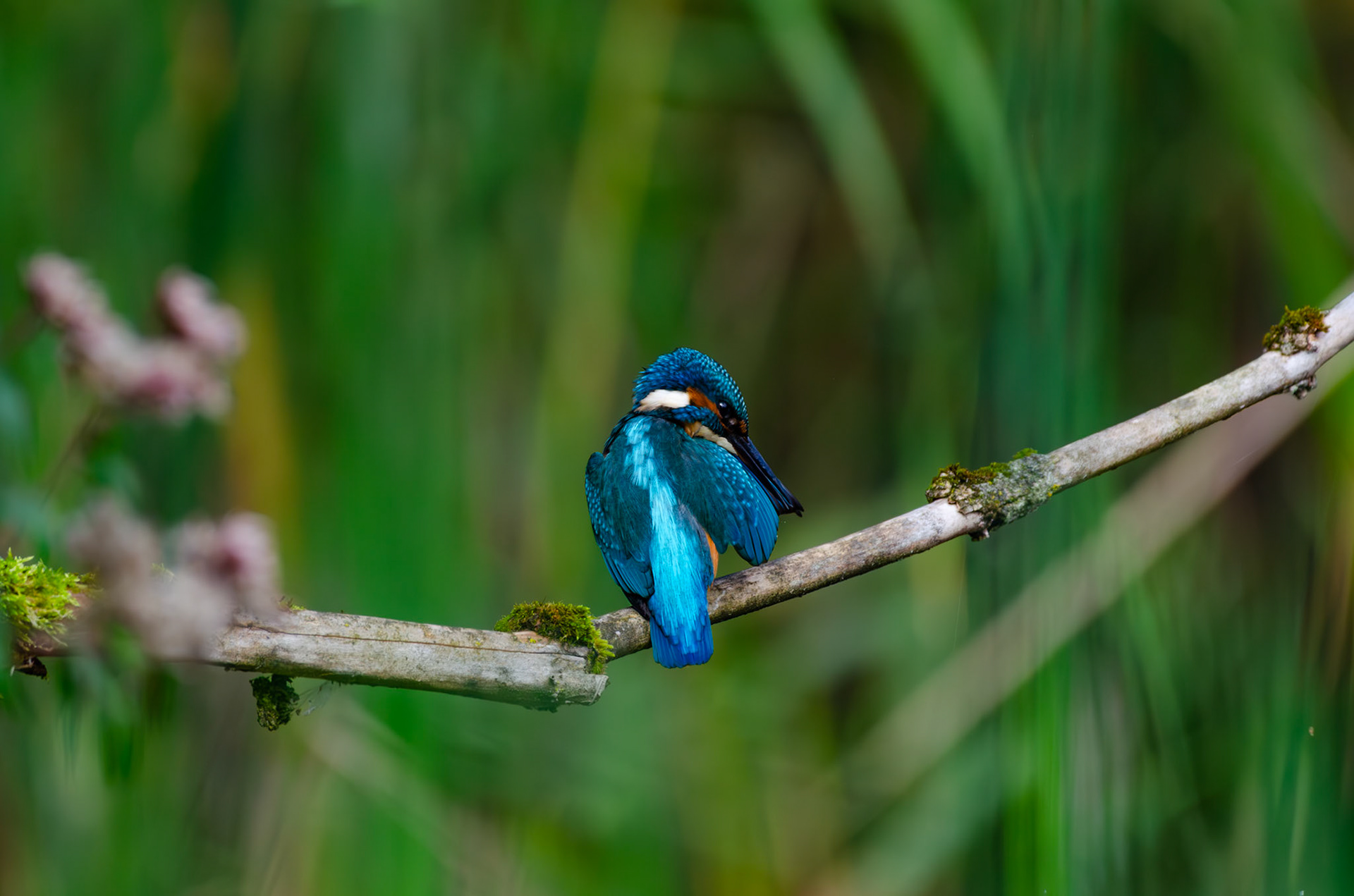Martin-pecheur d'Europe
