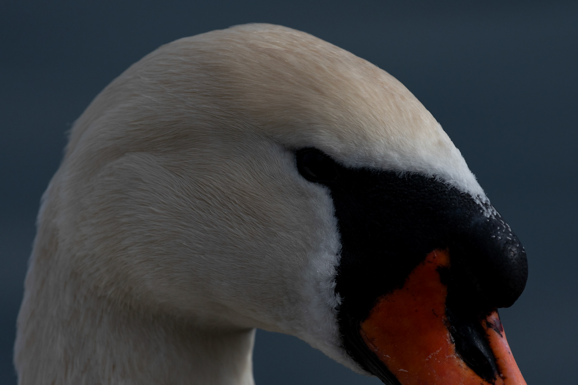 Cygne tuberculé