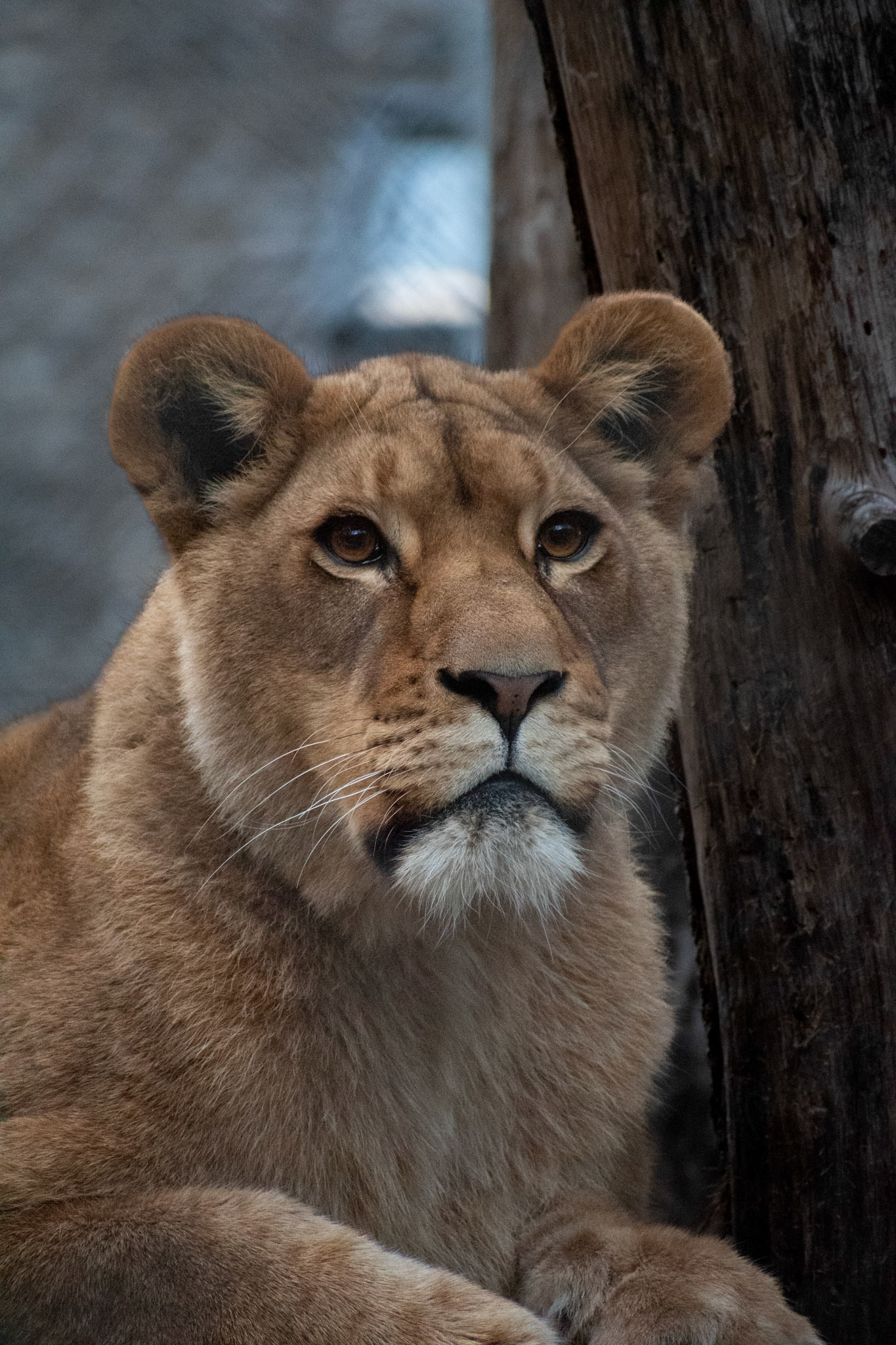 Lion
