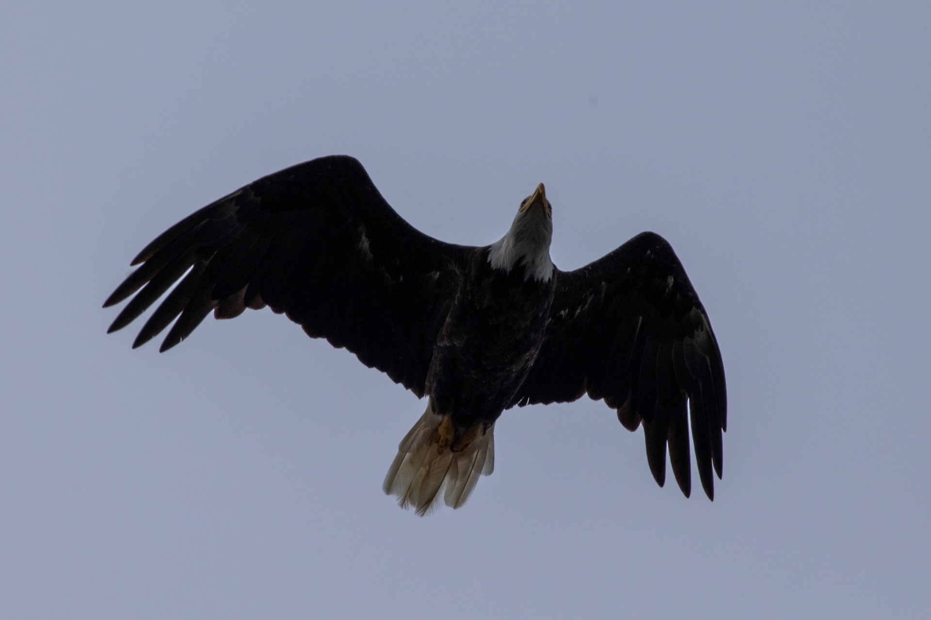 Pygargue à tete blanche