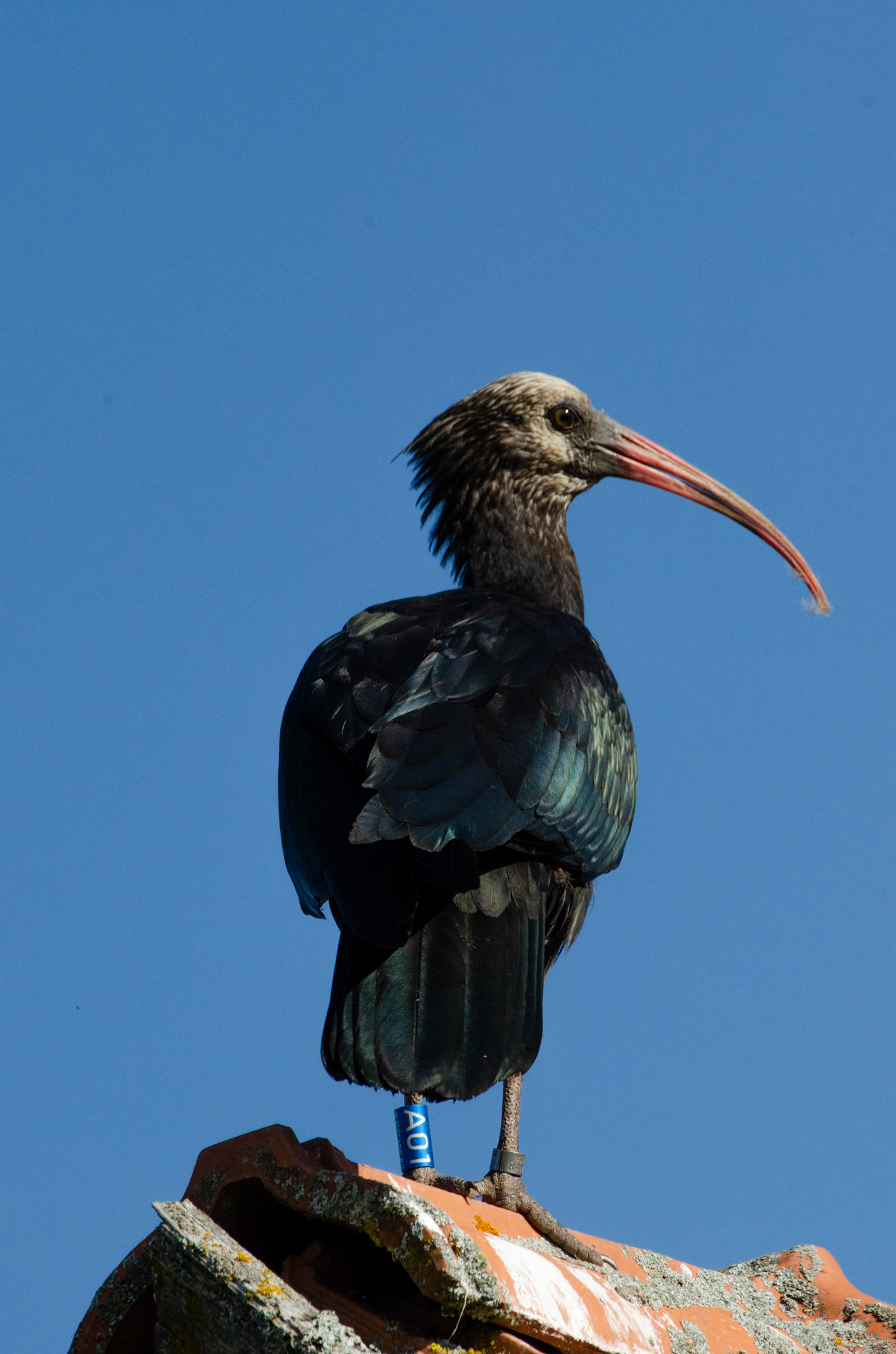 Ibis chauve