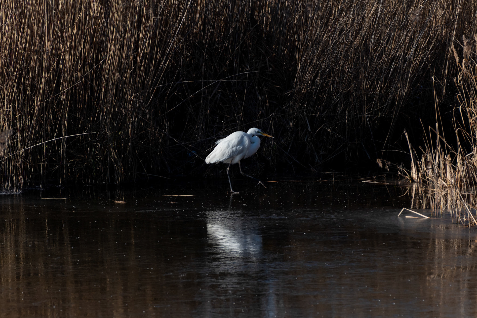 Grande aigrette
