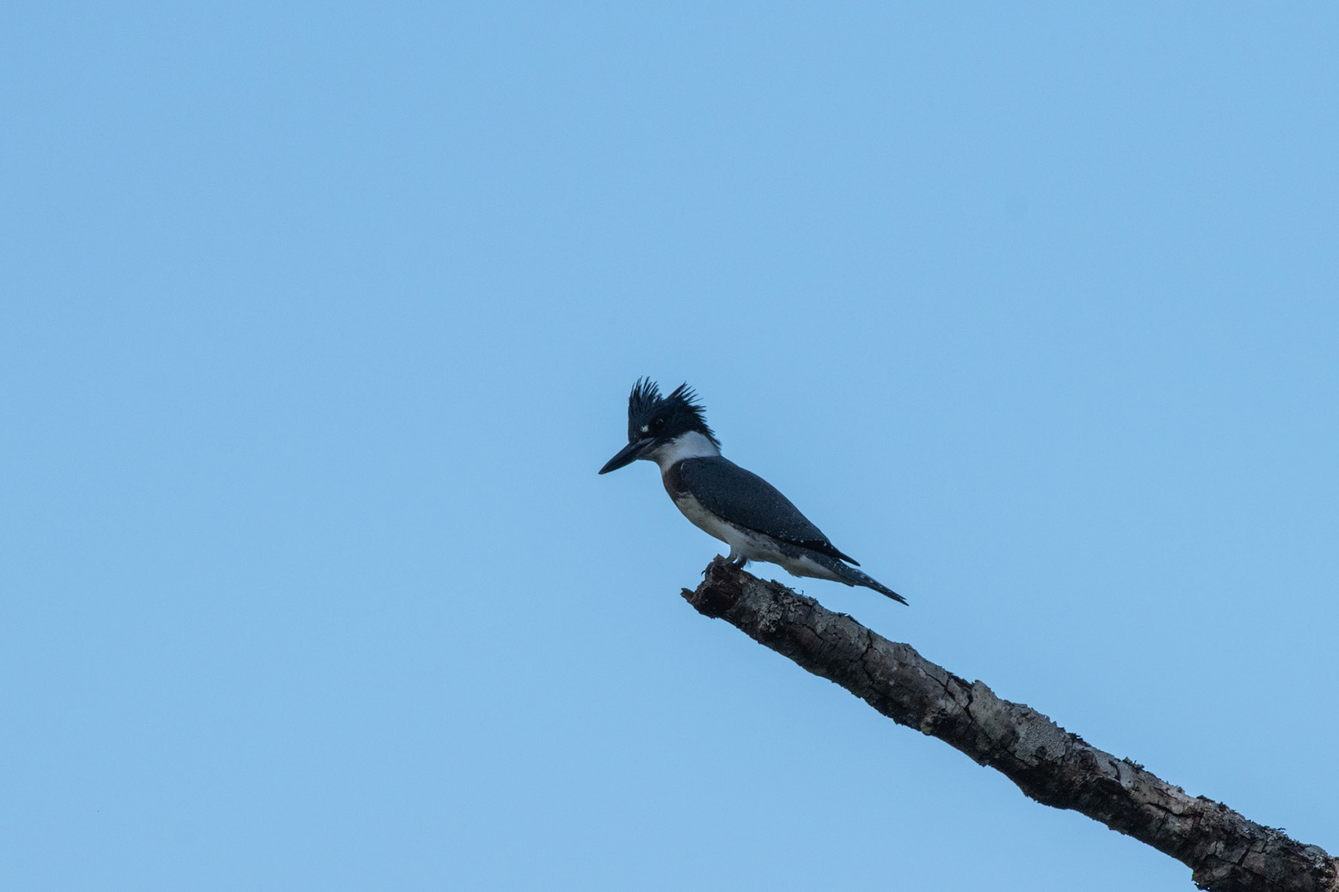 Martin pecheur d'Amérique