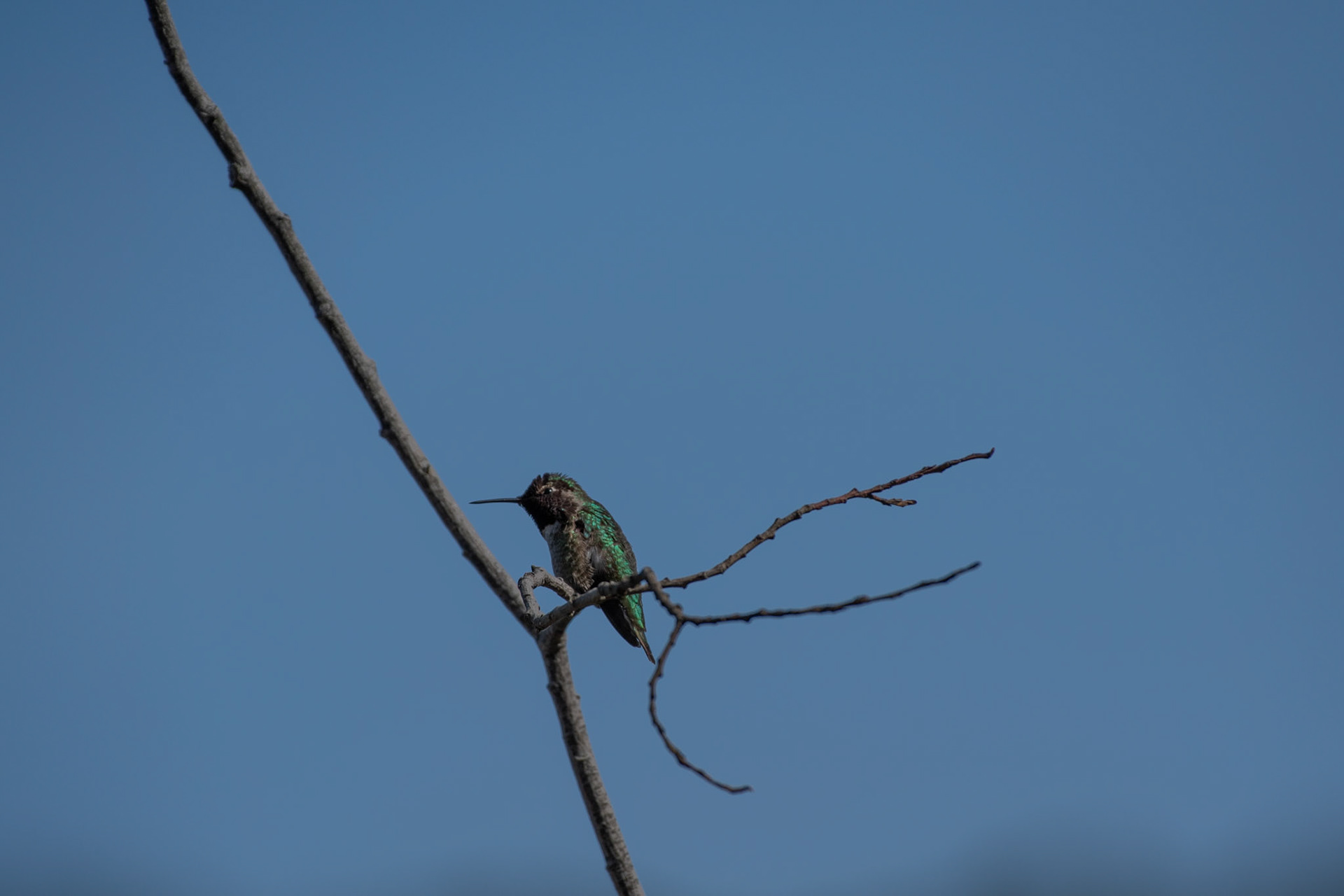 Colibri de Anna